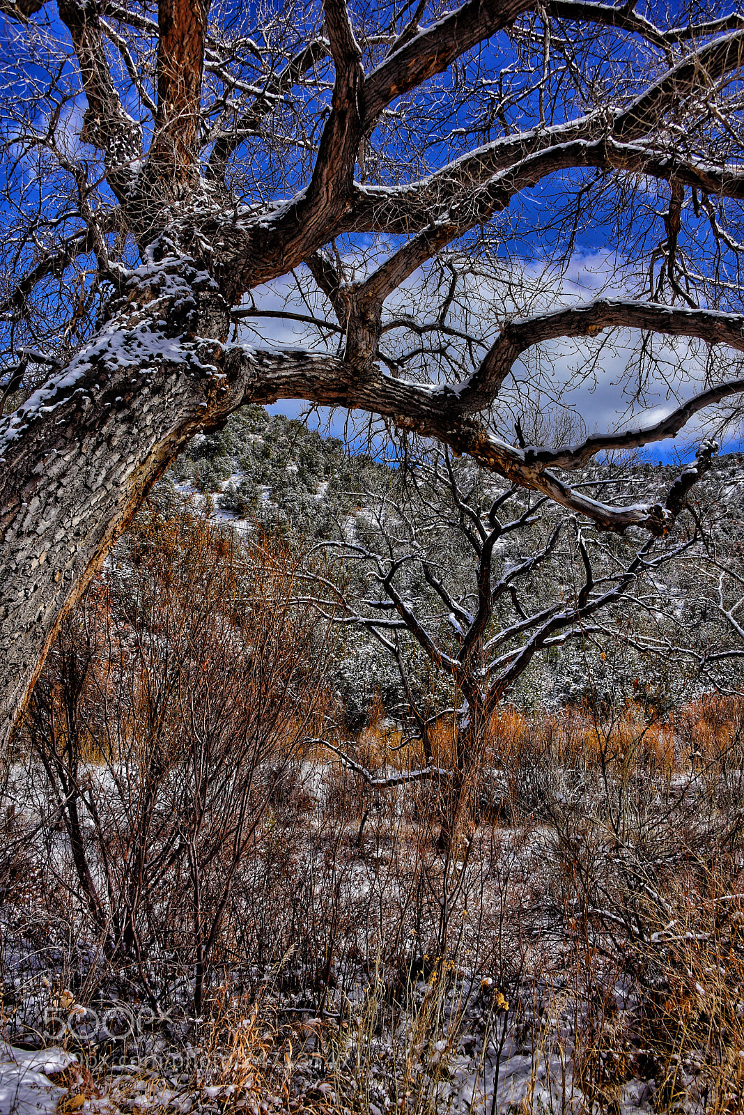 Nikon D810 sample photo. Winter woods photography