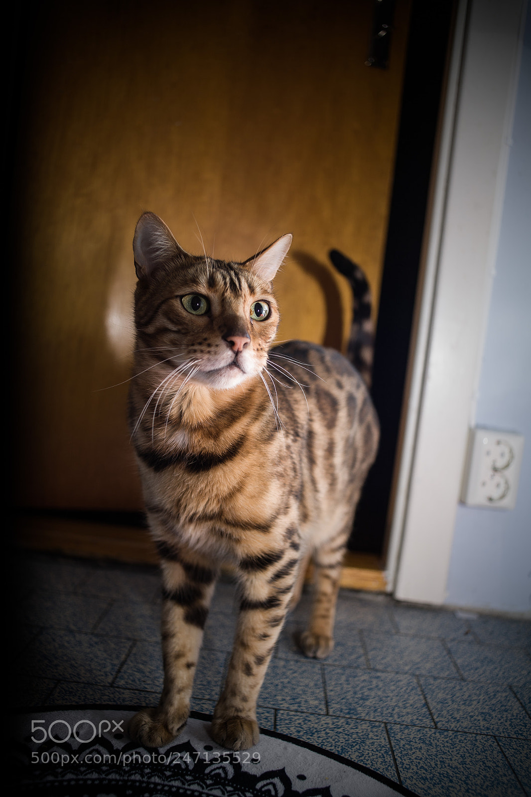Canon EOS 5D sample photo. Wasuuuuuup? photography