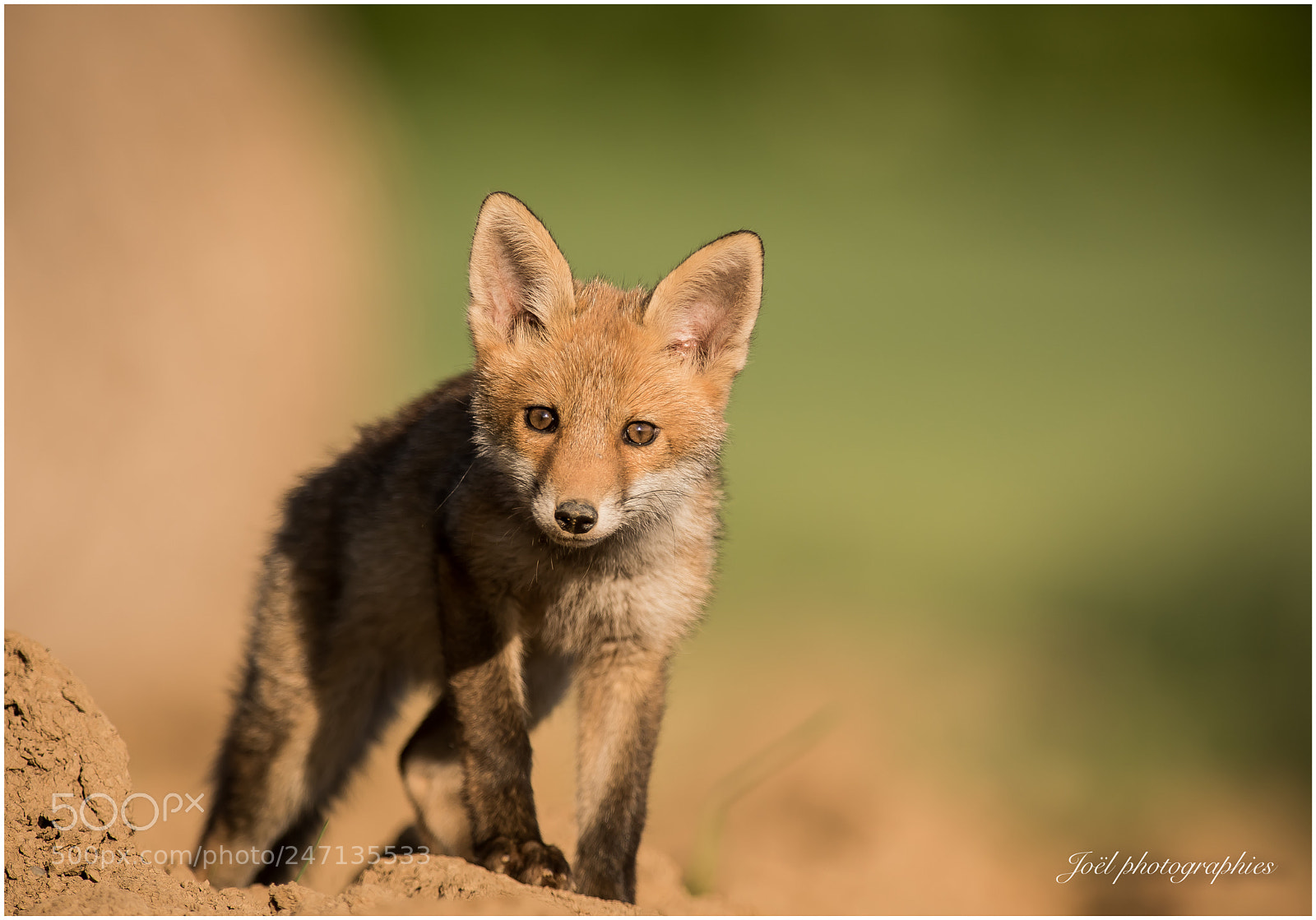 Nikon D810 sample photo. Young red fox in photography