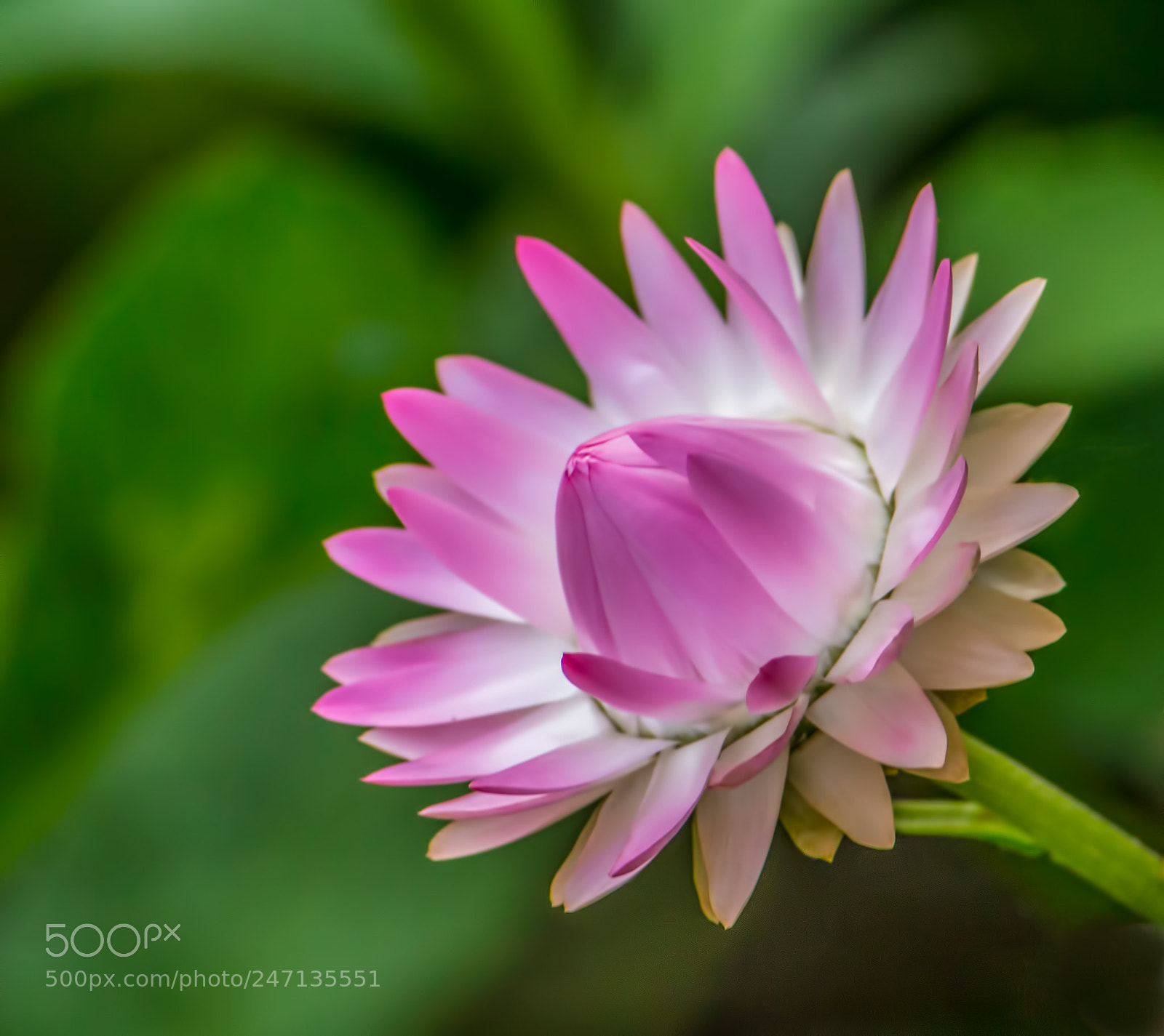 Canon EOS 650D (EOS Rebel T4i / EOS Kiss X6i) sample photo. Strawflower photography