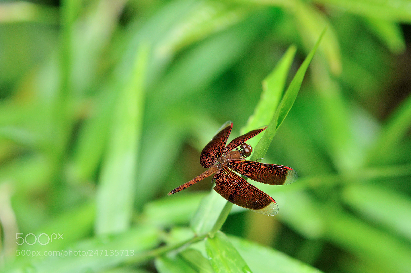 Nikon D300 sample photo. Large dragonfly photography