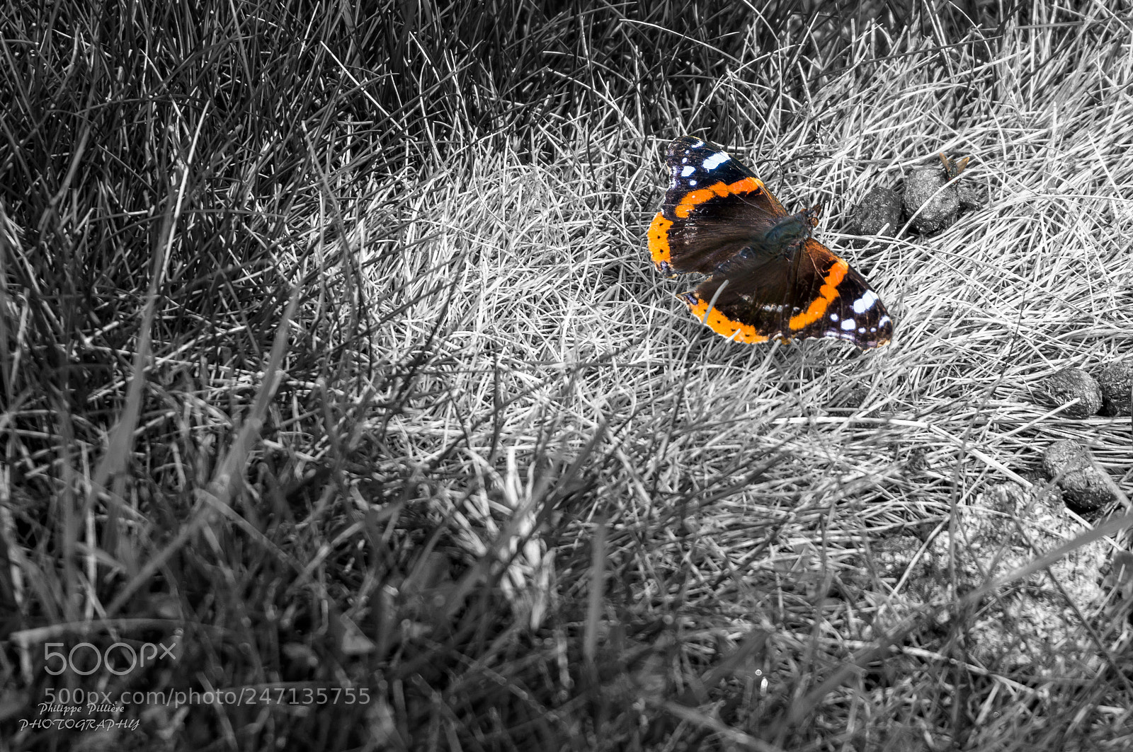 Sony Alpha NEX-5R sample photo. Papillon puy de l'ouire photography