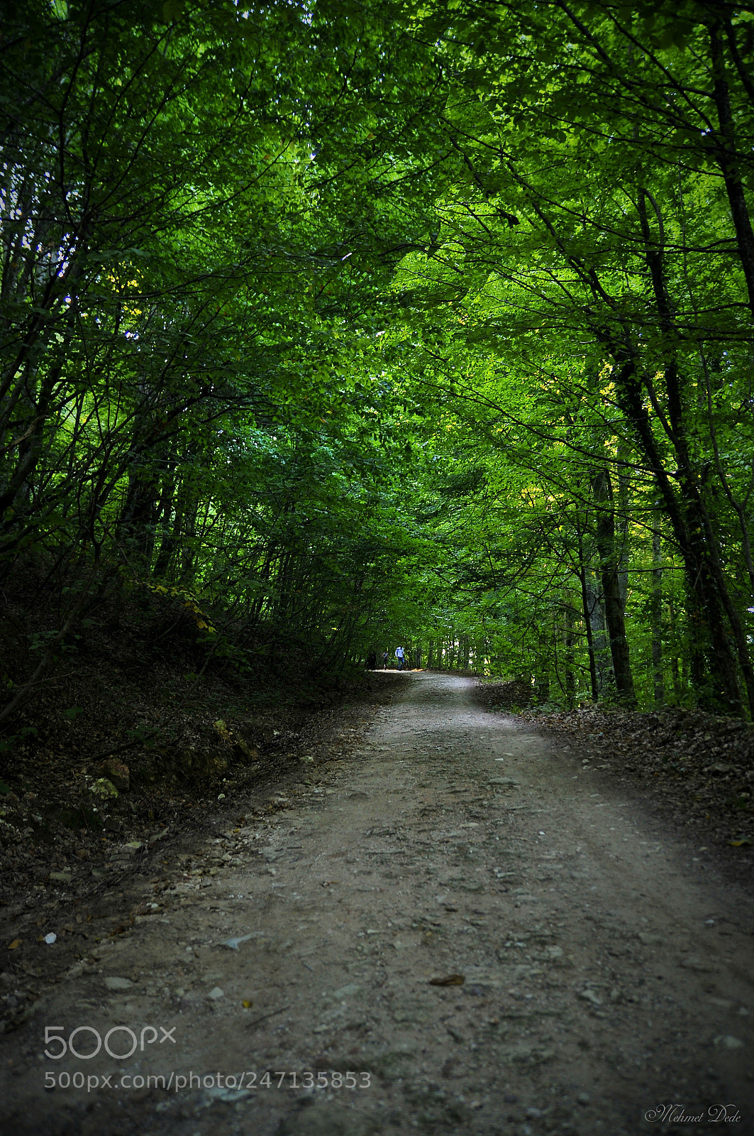 Nikon D300S sample photo. Green photography