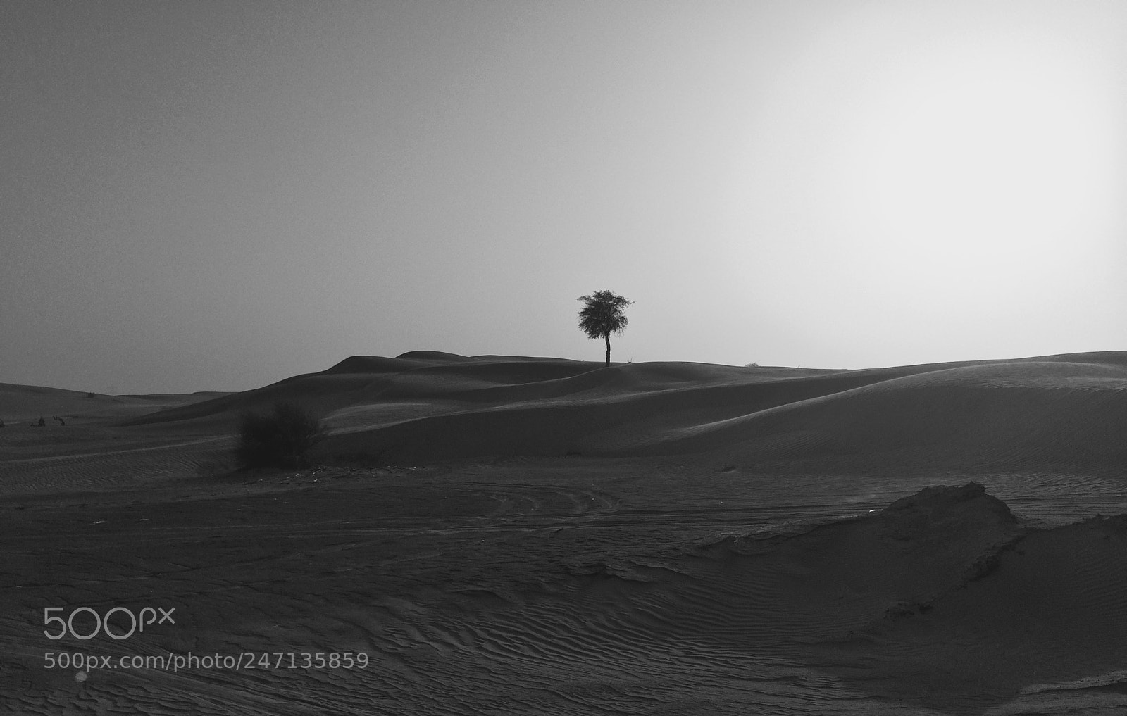 Apple iPhone 5s sample photo. Life in the desert photography