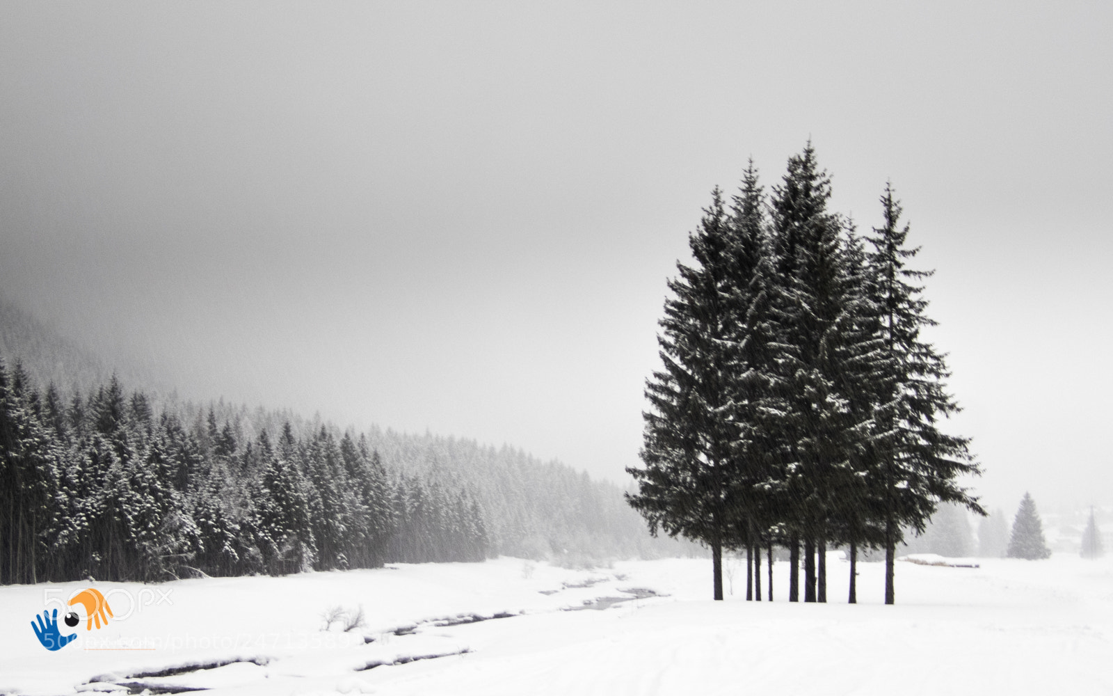 Olympus TG-4 sample photo. Trees in a snowy photography
