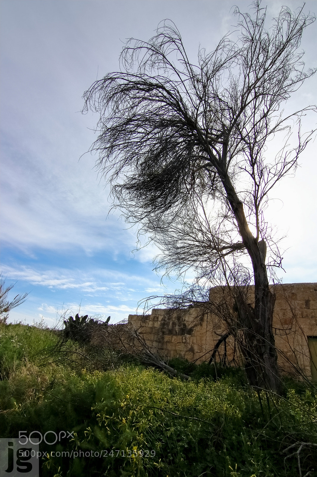 Canon EOS 77D (EOS 9000D / EOS 770D) sample photo. Lone tree photography