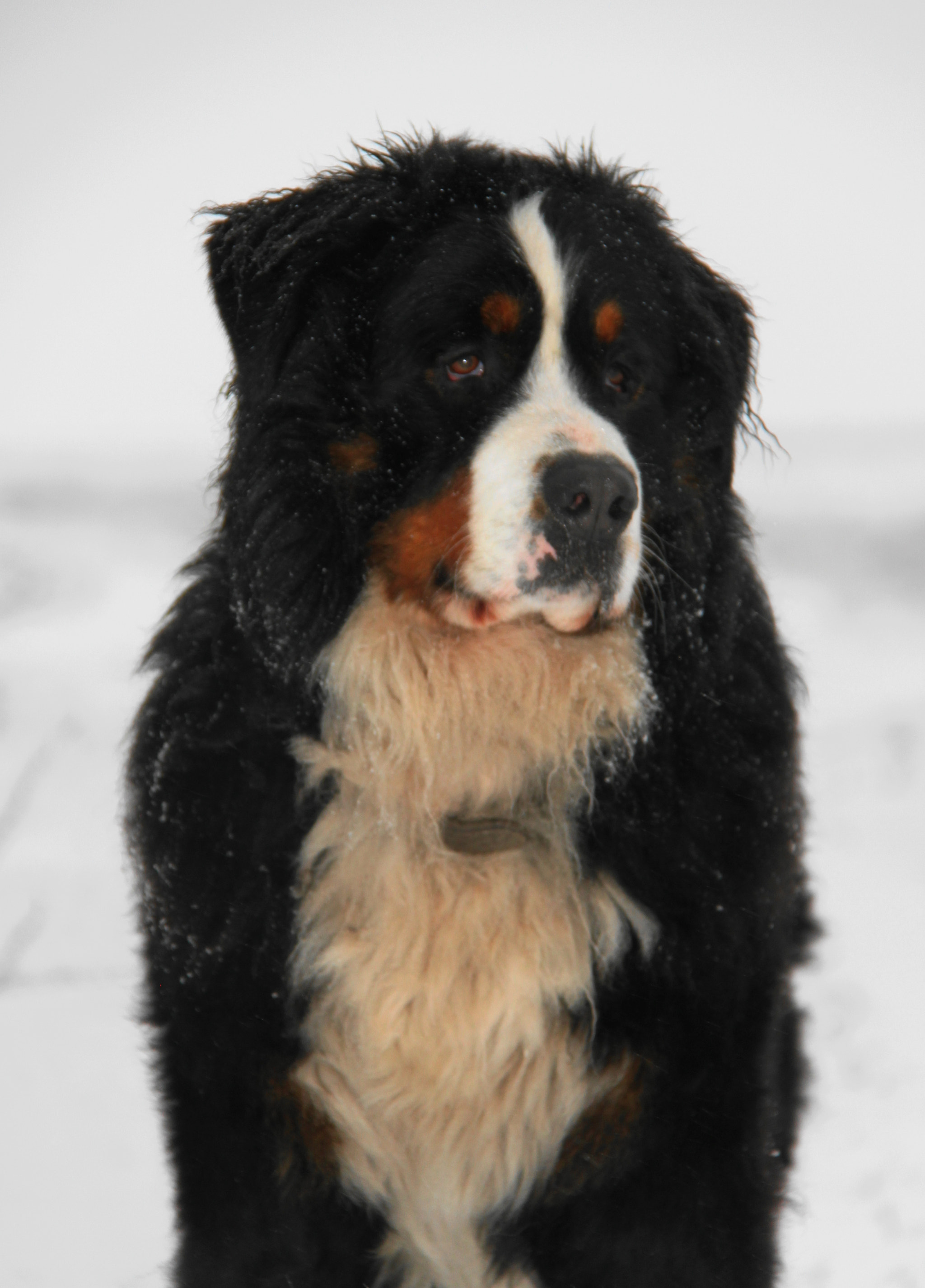 Canon EOS 500D (EOS Rebel T1i / EOS Kiss X3) sample photo. Dog portrait photography
