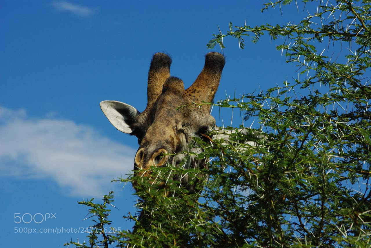 Pentax K200D sample photo. Tanzanie.jpg photography