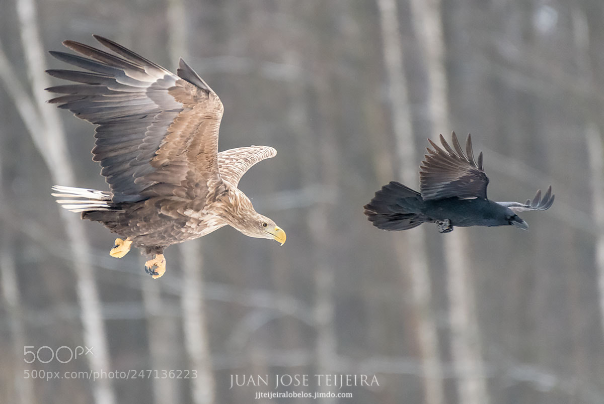 Nikon D500 sample photo. Parallel flight photography