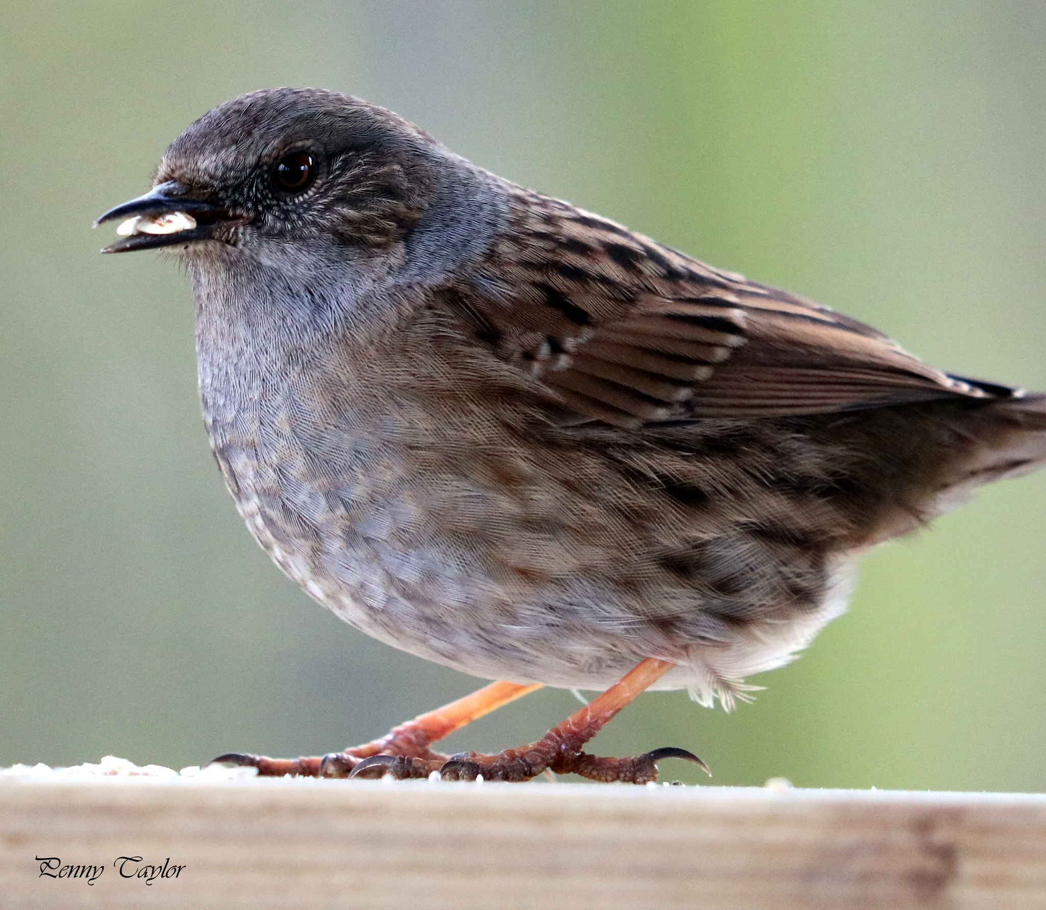 Canon EF 70-300 F4-5.6 IS II USM sample photo. Dunnock photography