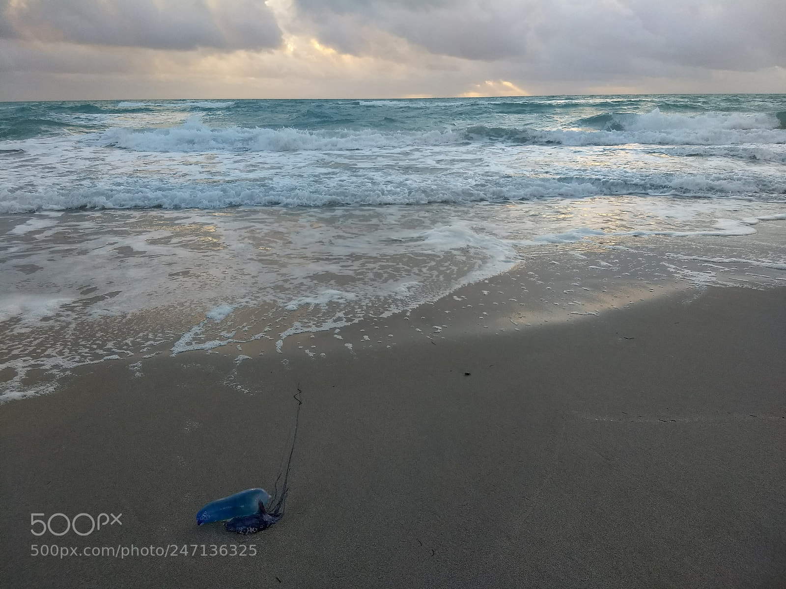 Motorola Moto G (5) Plus sample photo. Portuguese man o' war photography