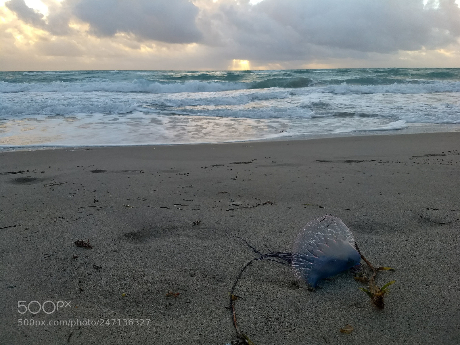 Motorola Moto G (5) Plus sample photo. Portuguese man o' war photography