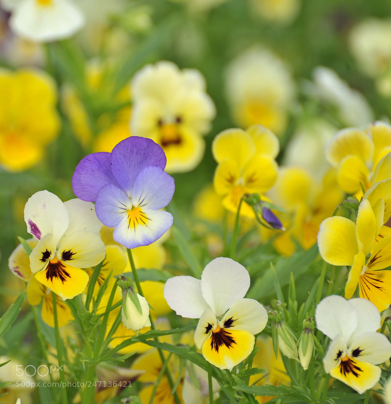 Nikon D700 sample photo. Colors photography