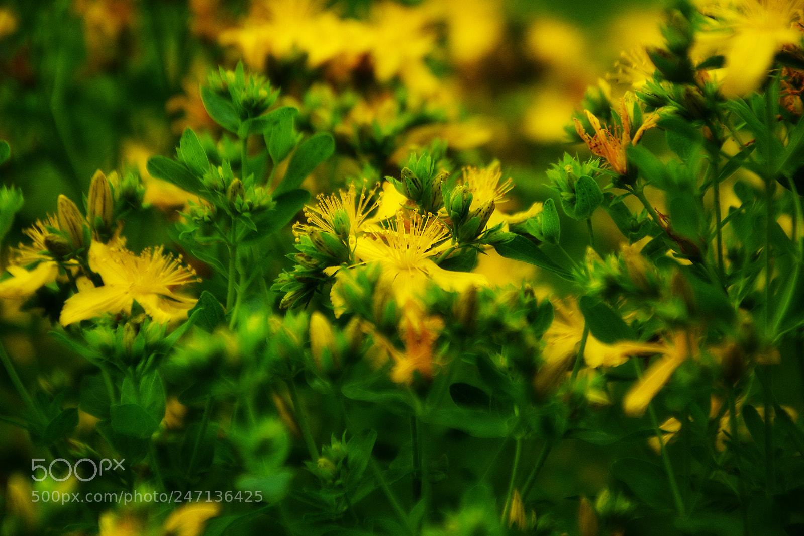 Nikon D3100 sample photo. Hypericum photography