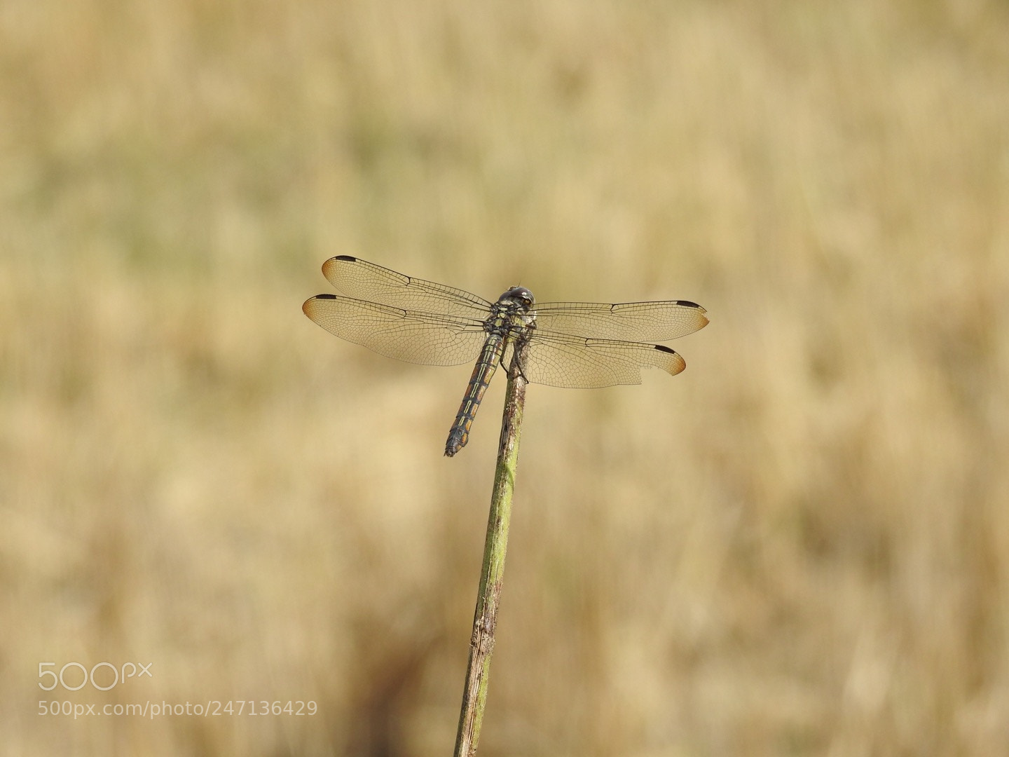 Nikon Coolpix P900 sample photo. A dragonfly photography