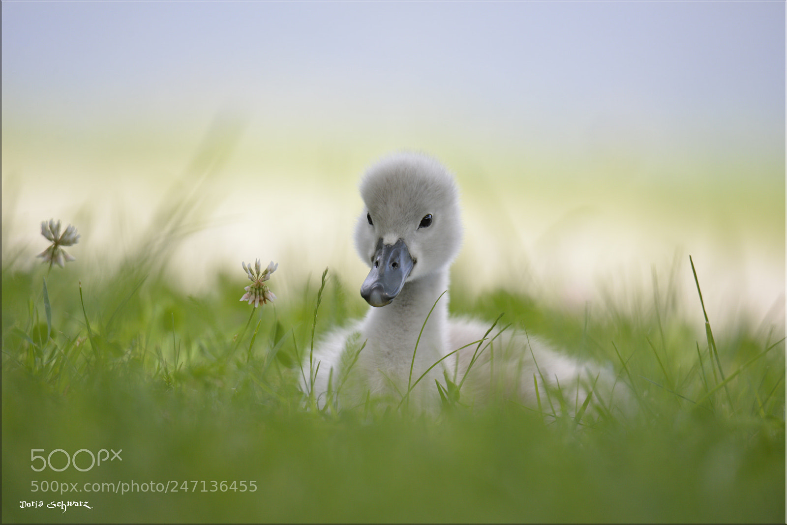 Nikon D610 sample photo. Little swan photography
