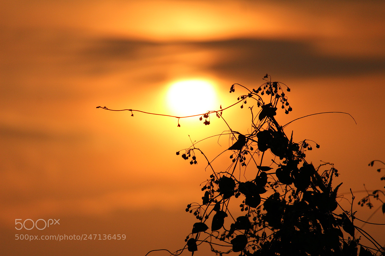 Canon EF-S 55-250mm F4-5.6 IS II sample photo. Sunset photography