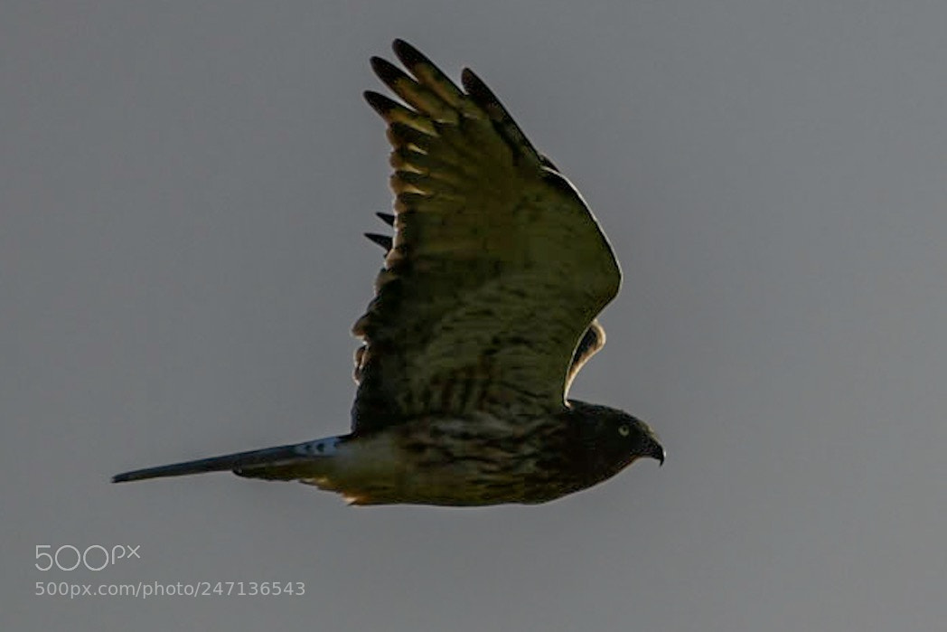 Nikon D500 sample photo. Swamp harrier / kāhu photography