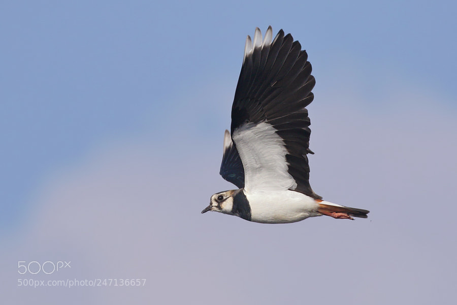 Canon EOS 7D Mark II sample photo. Lapwing photography