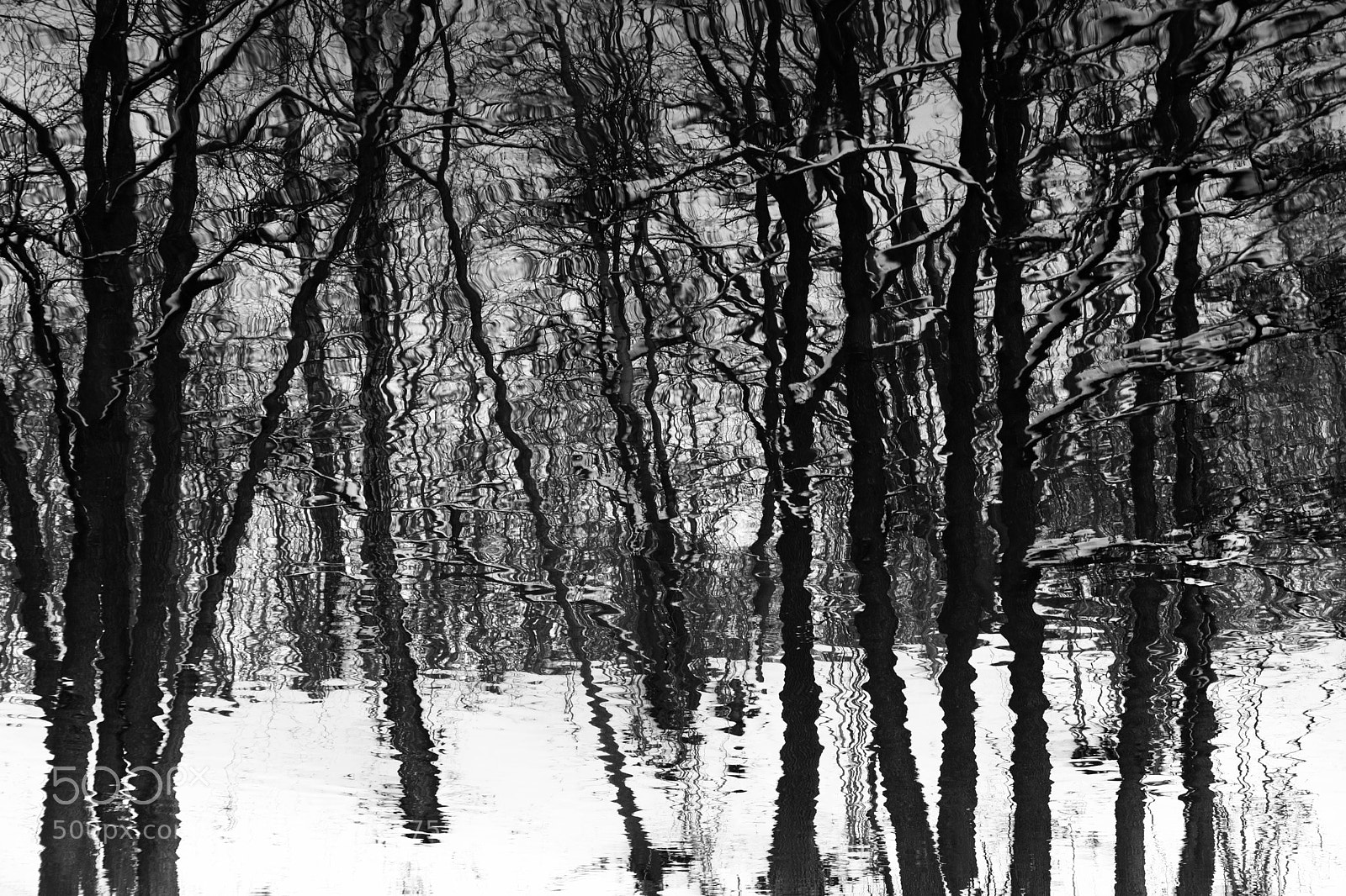 Canon EOS 80D sample photo. Winter forest photography