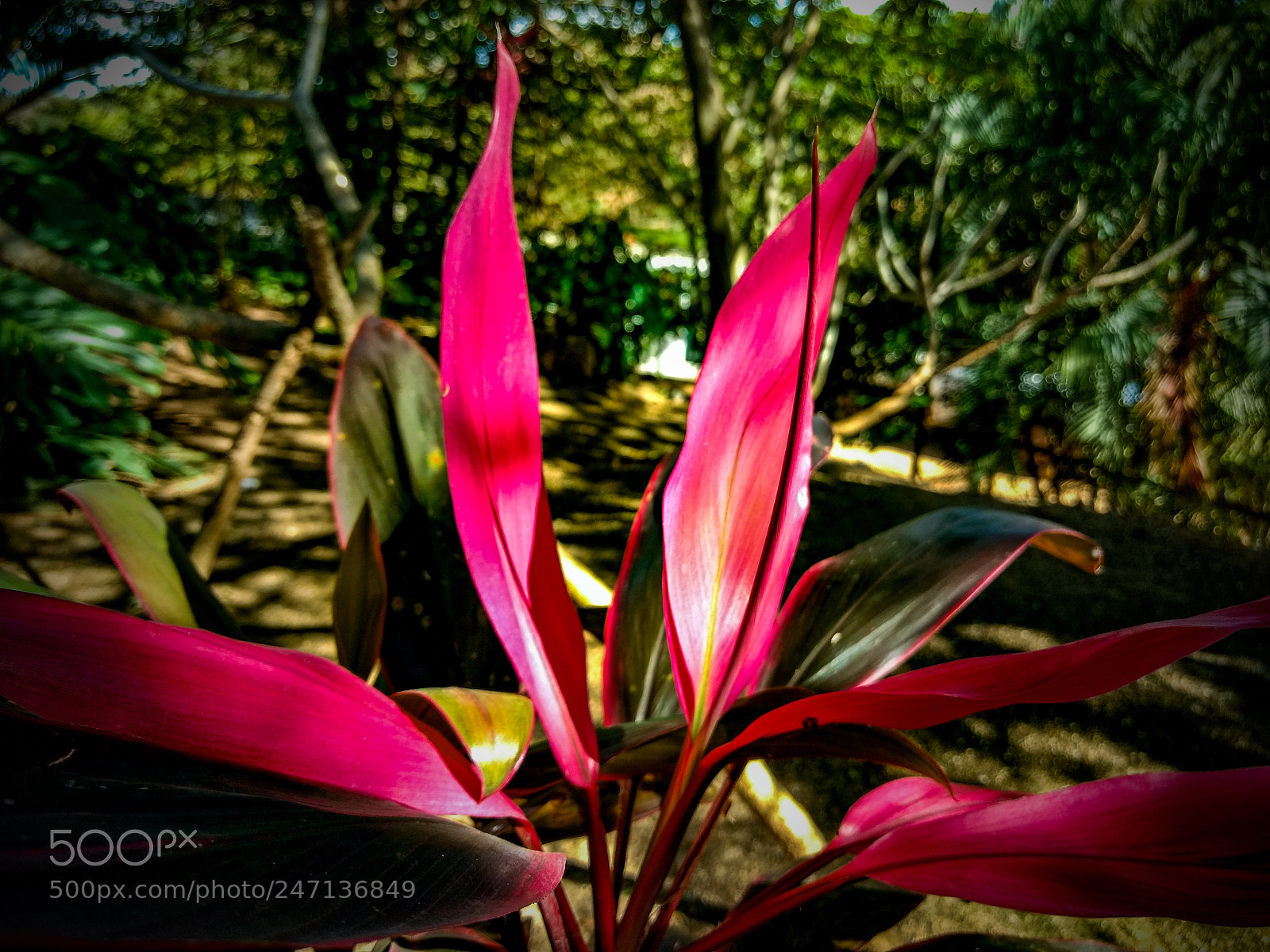 Motorola Moto G (4) sample photo. Red plant photography