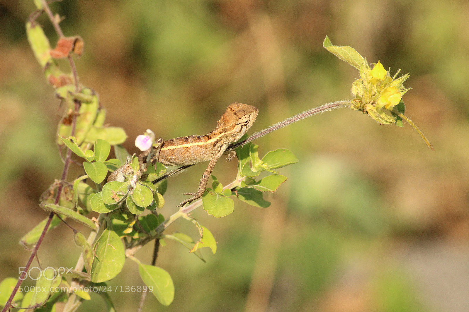 Canon EF-S 55-250mm F4-5.6 IS II sample photo. Dragon photography