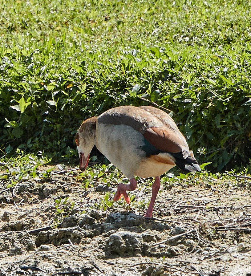 Canon EOS-1D X Mark II sample photo. 02-23-18-0004896.jpg photography
