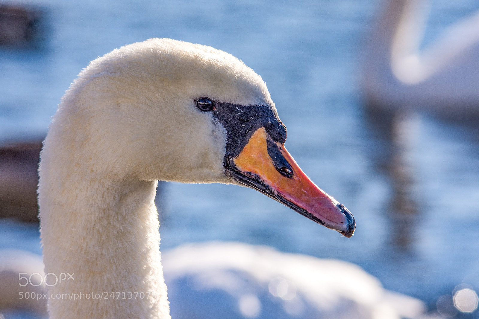 Nikon D7200 sample photo. Mute swan photography