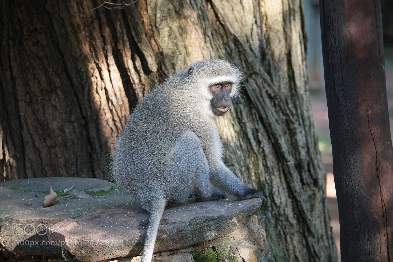 Samsung NX500 sample photo. Monkey in reflective mood photography