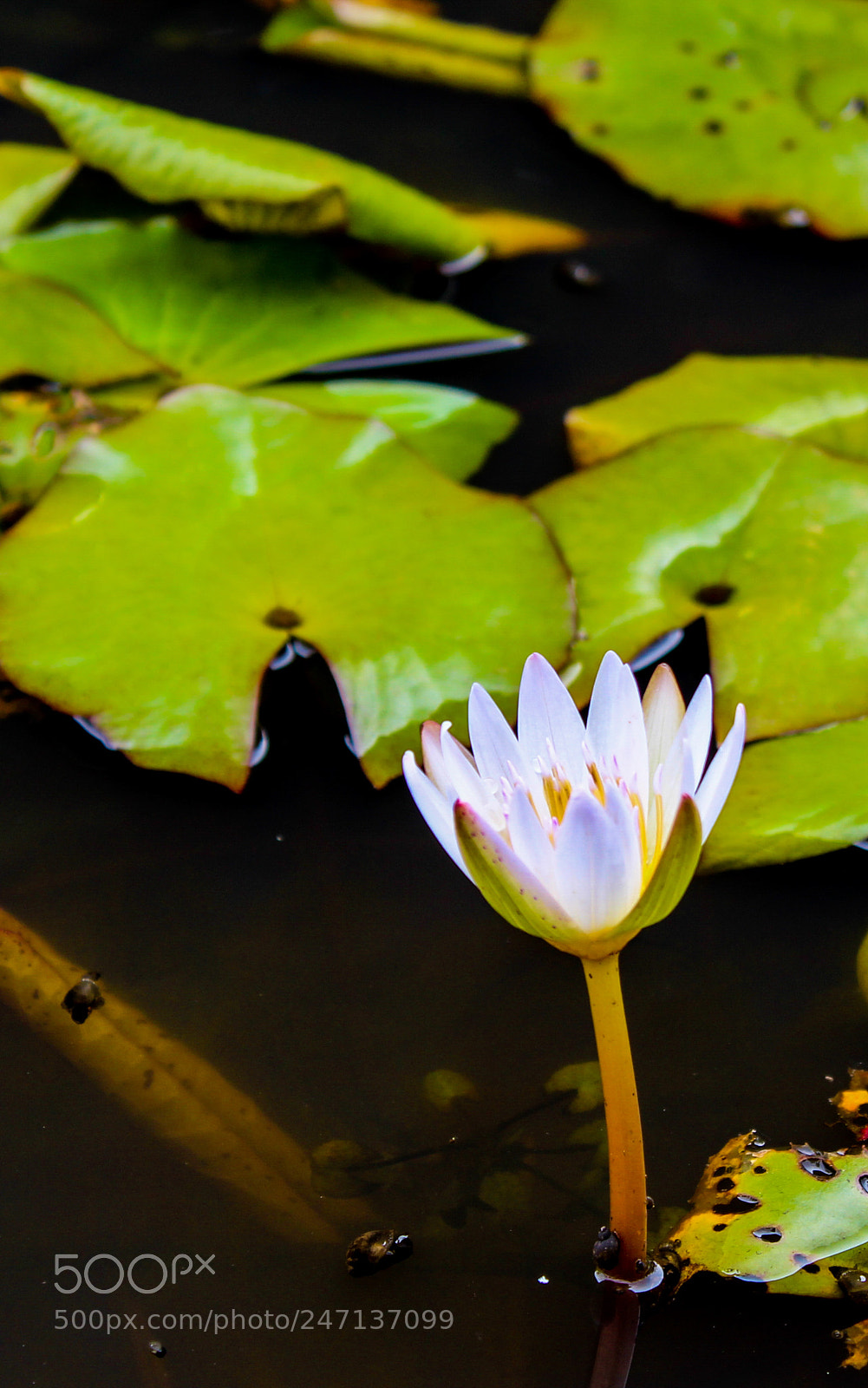 Canon EOS 700D (EOS Rebel T5i / EOS Kiss X7i) sample photo. Water lily photography
