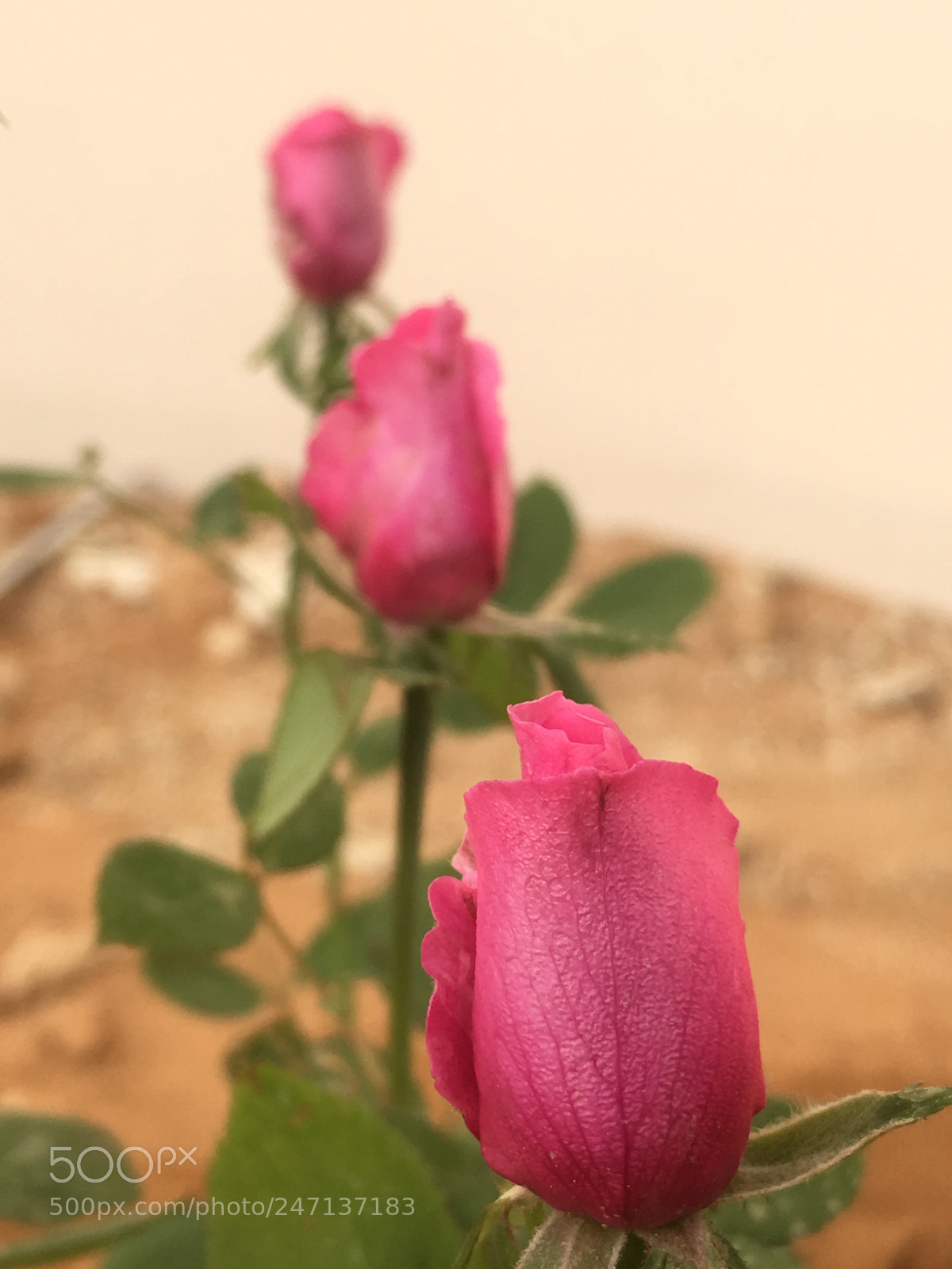 Apple iPhone 6s sample photo. Untitled photography
