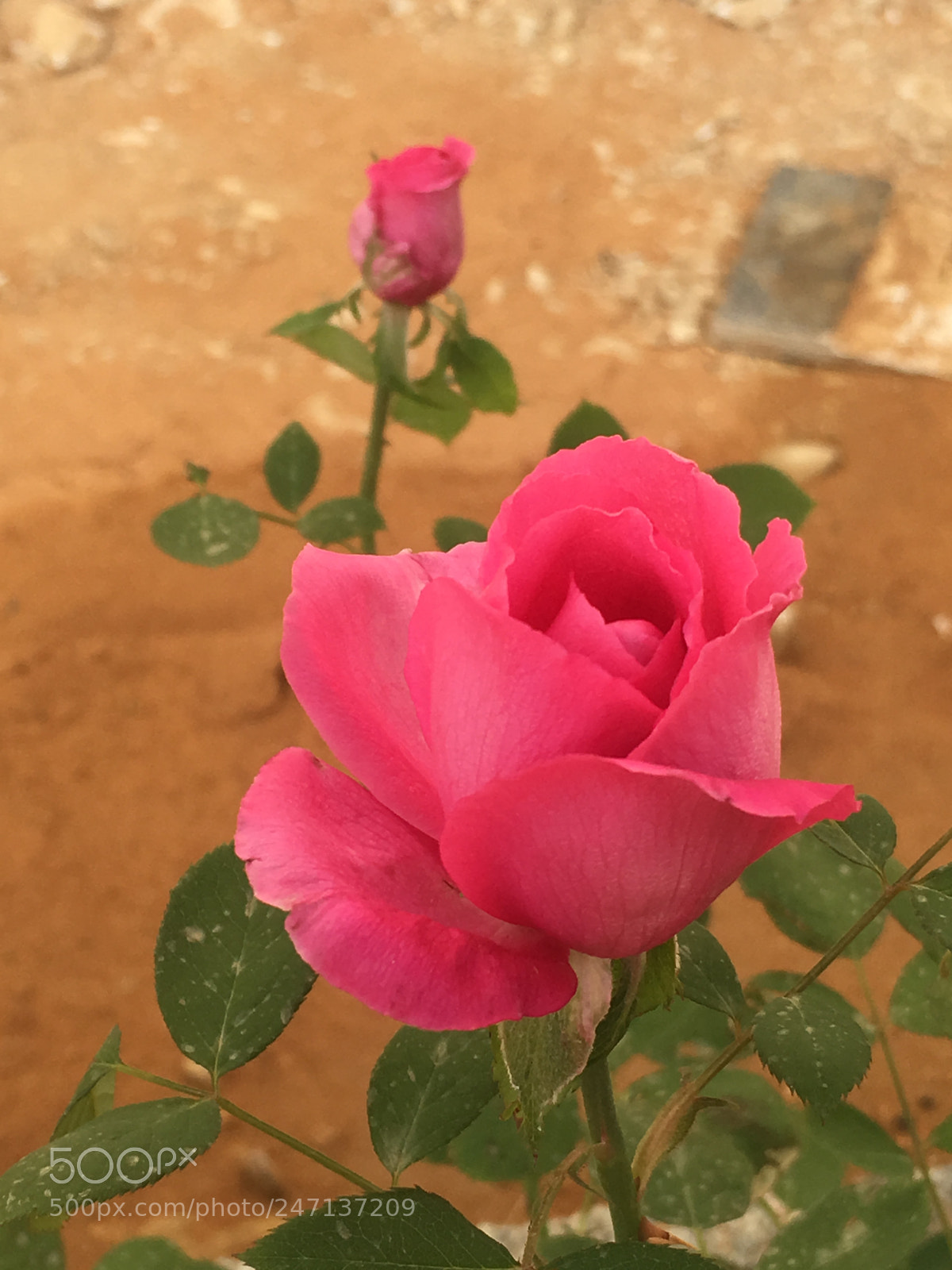Apple iPhone 6s sample photo. Untitled photography