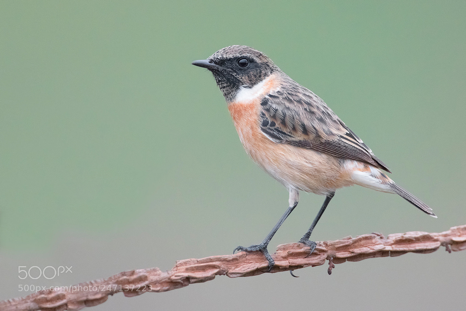 Nikon D850 sample photo. Stonechat 10.000 iso photography