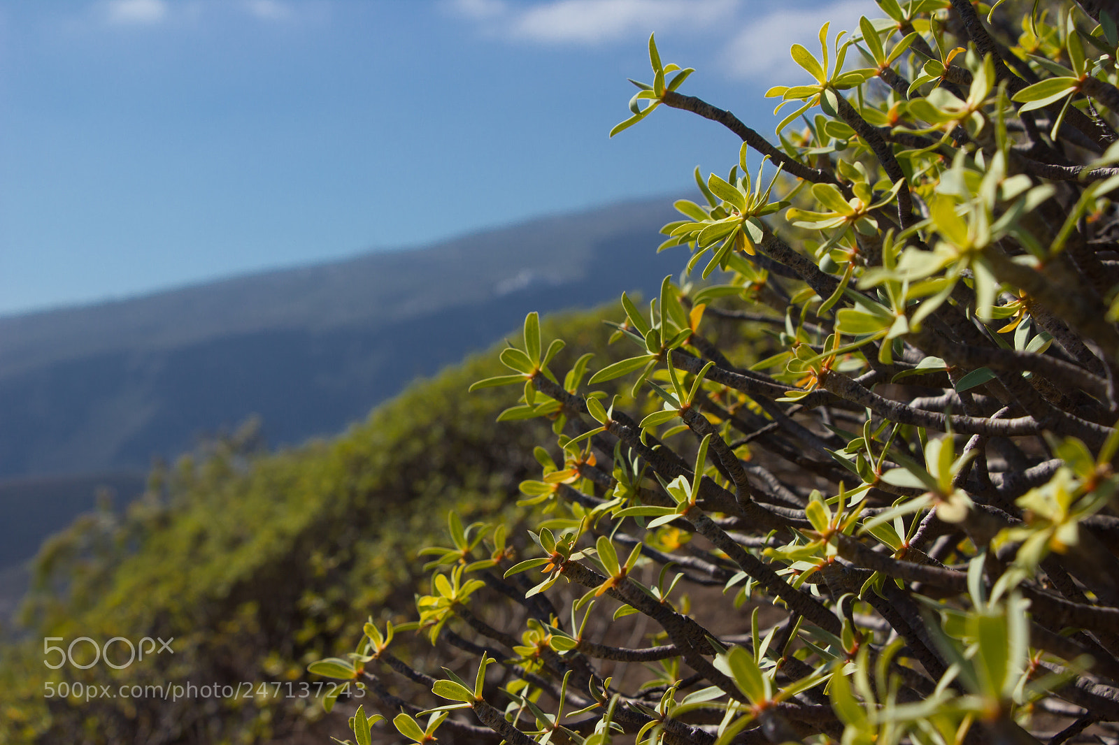 Canon EOS 550D (EOS Rebel T2i / EOS Kiss X4) sample photo. On the hillside photography
