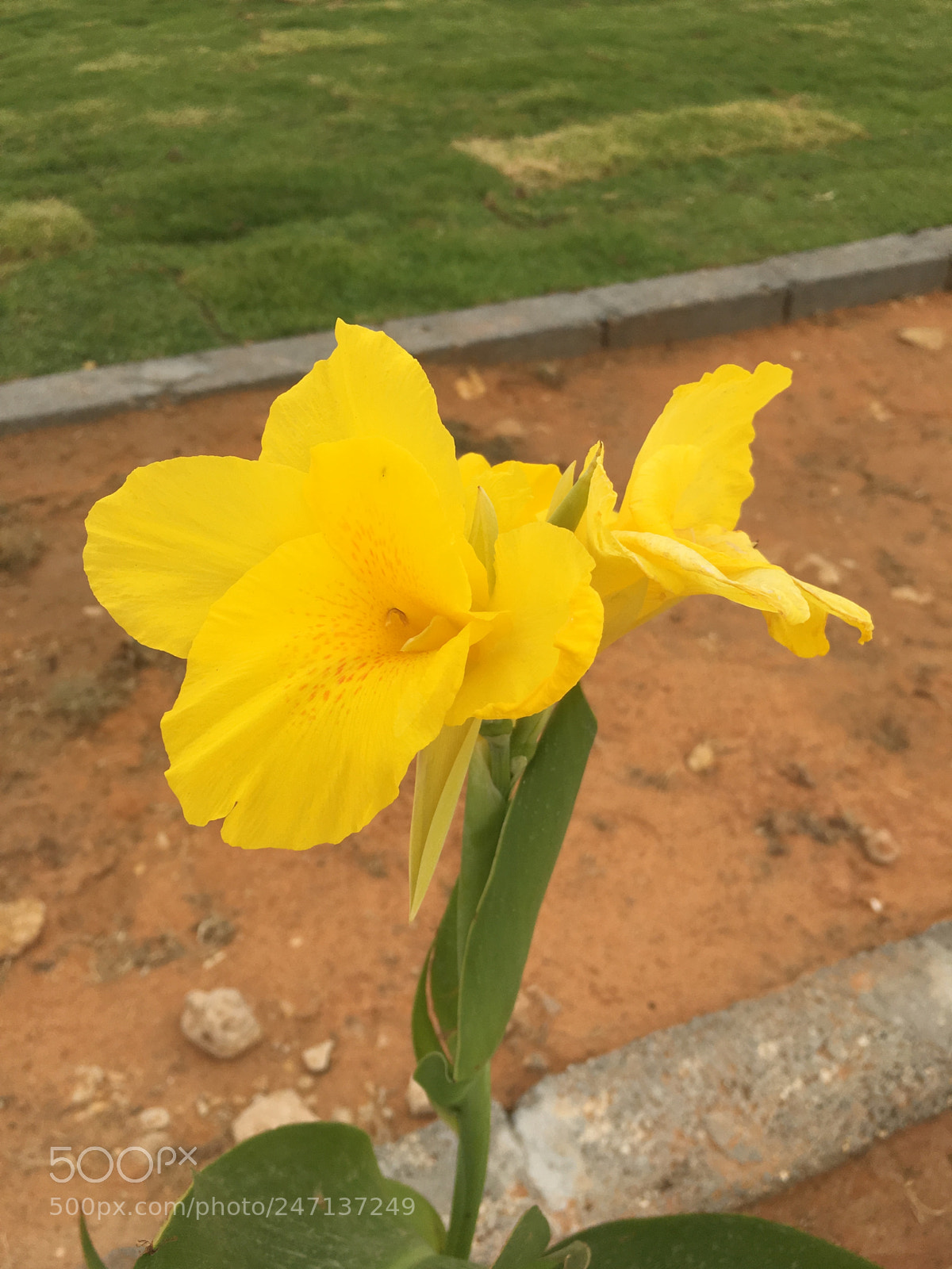 Apple iPhone 6s sample photo. Untitled photography