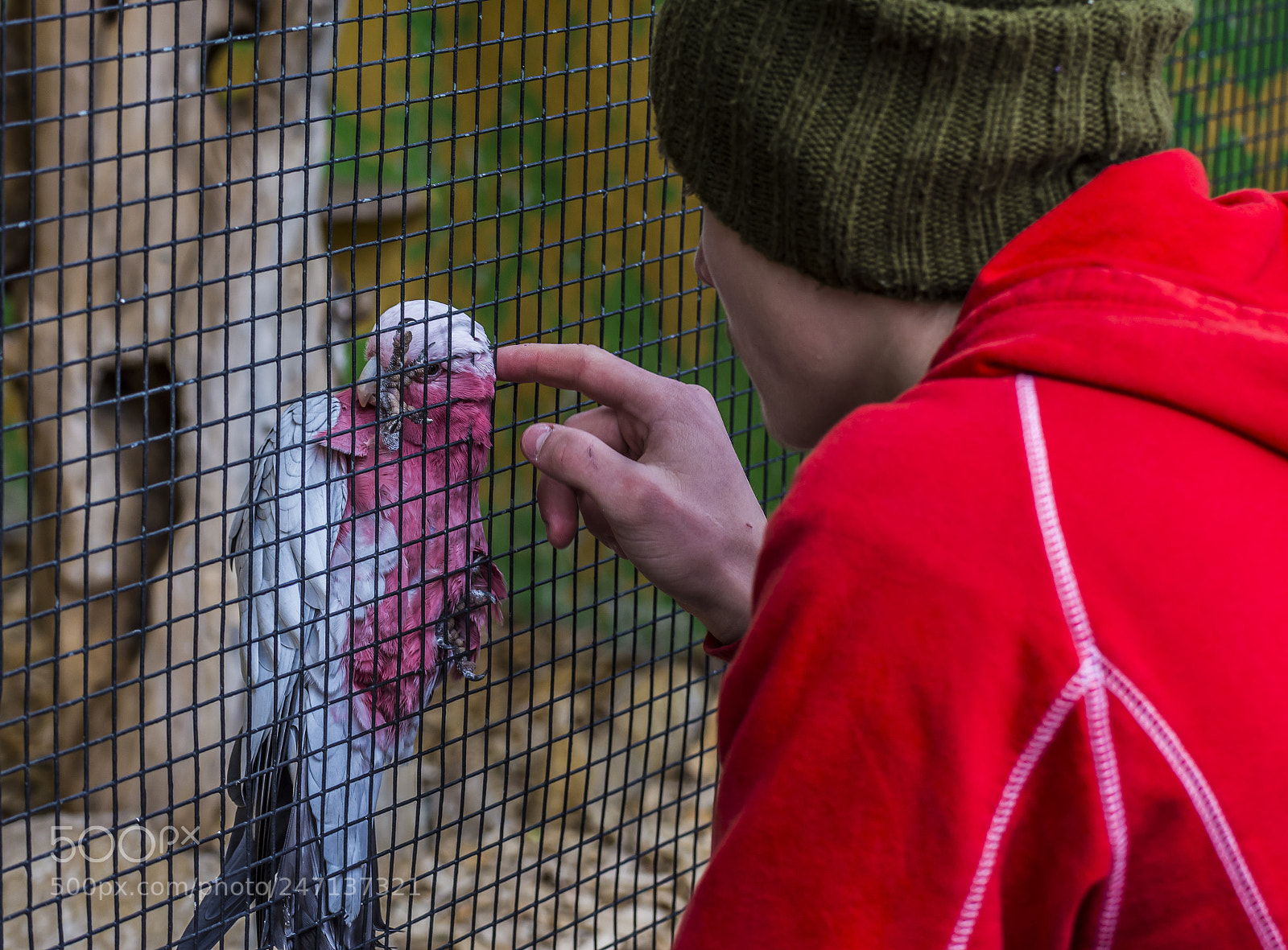 Nikon D7200 sample photo. Caged photography