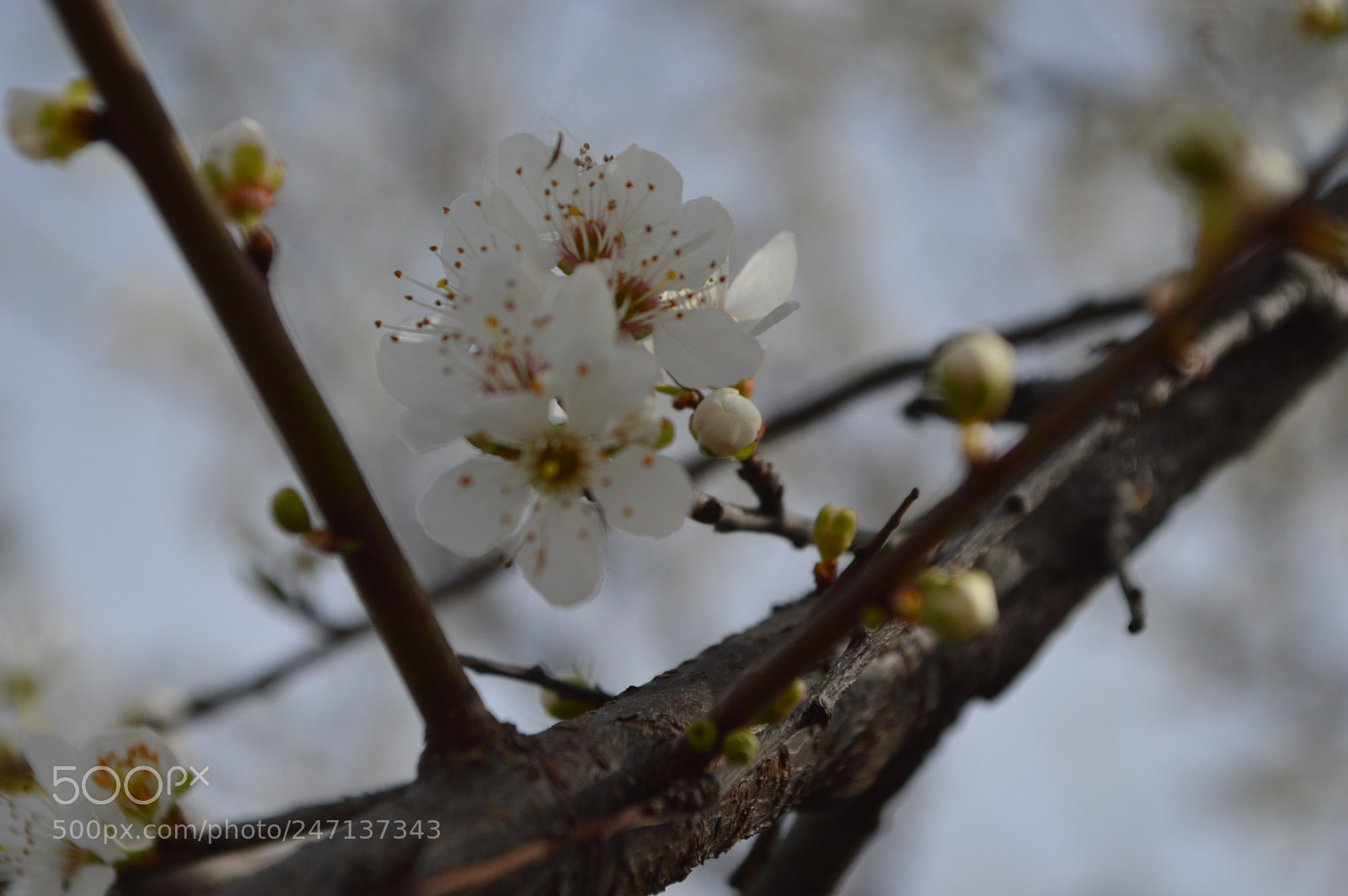 Nikon D3200 sample photo. Dsc photography