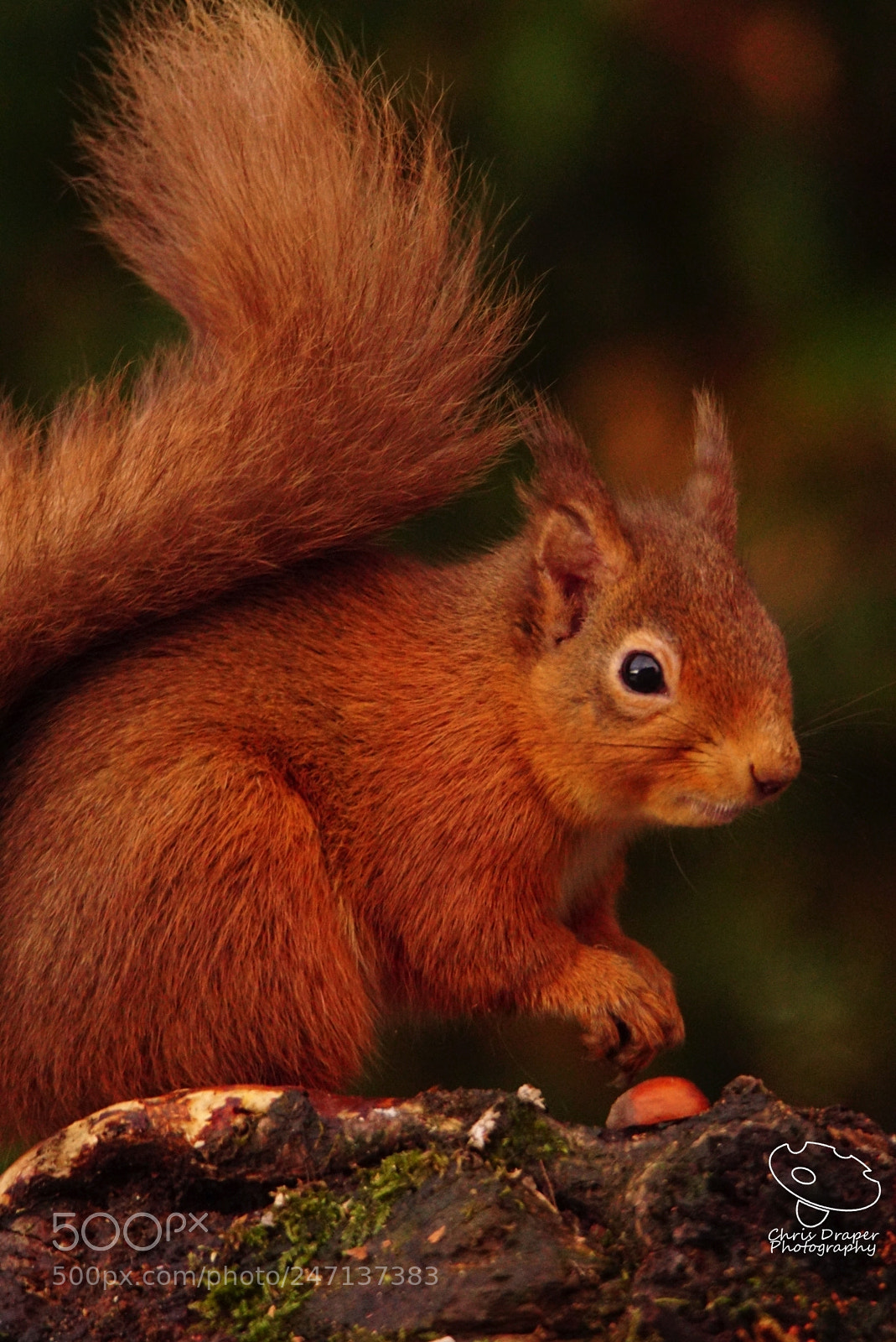 Sony ILCA-77M2 sample photo. Red squirrel portrait photography