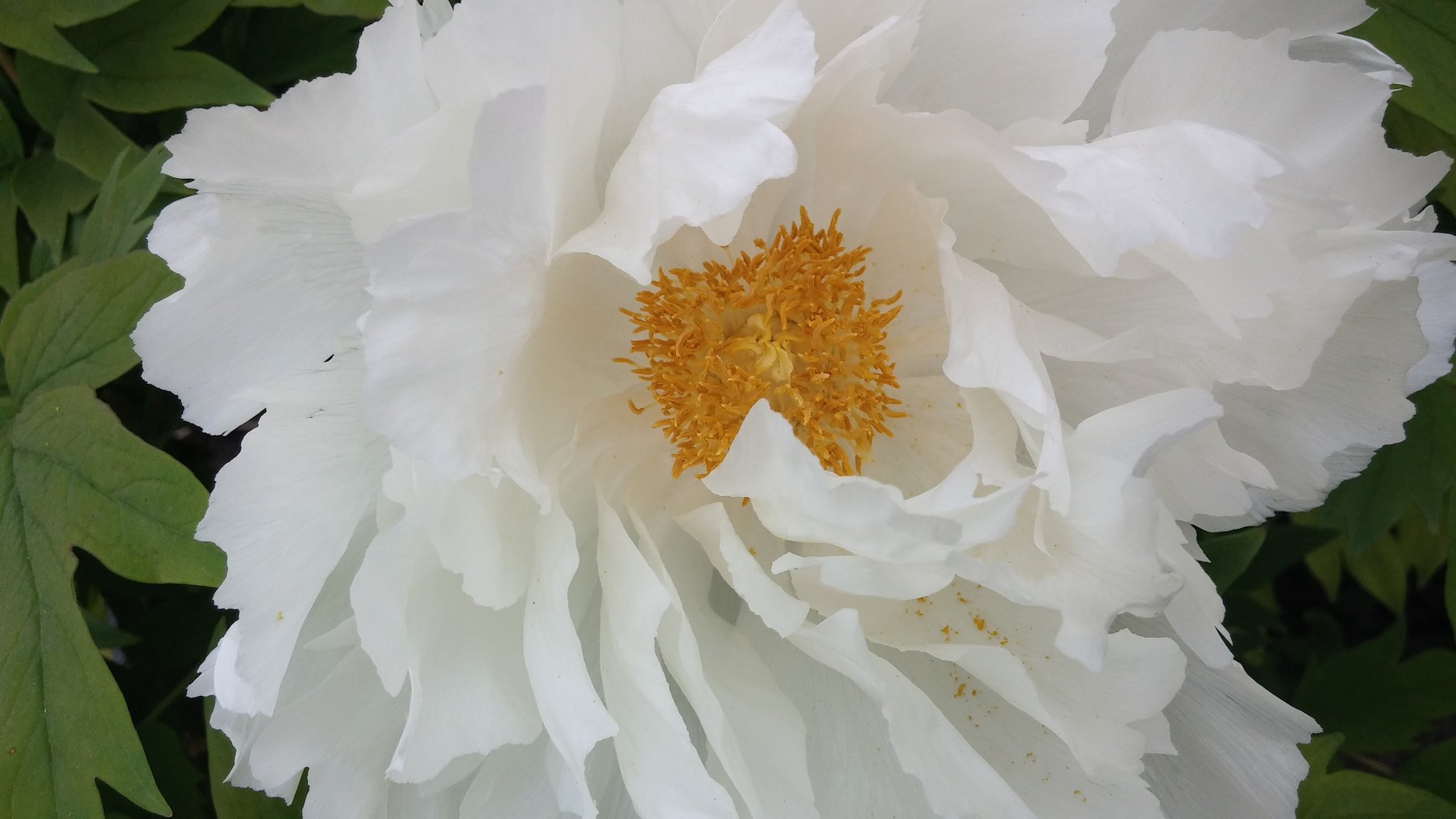 LG G2 sample photo. Tree peony photography