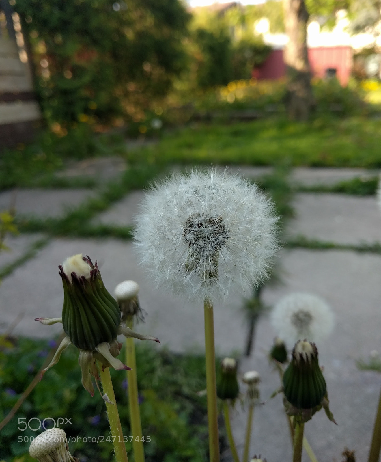 LG Nexus 5X sample photo. Dandelion photography