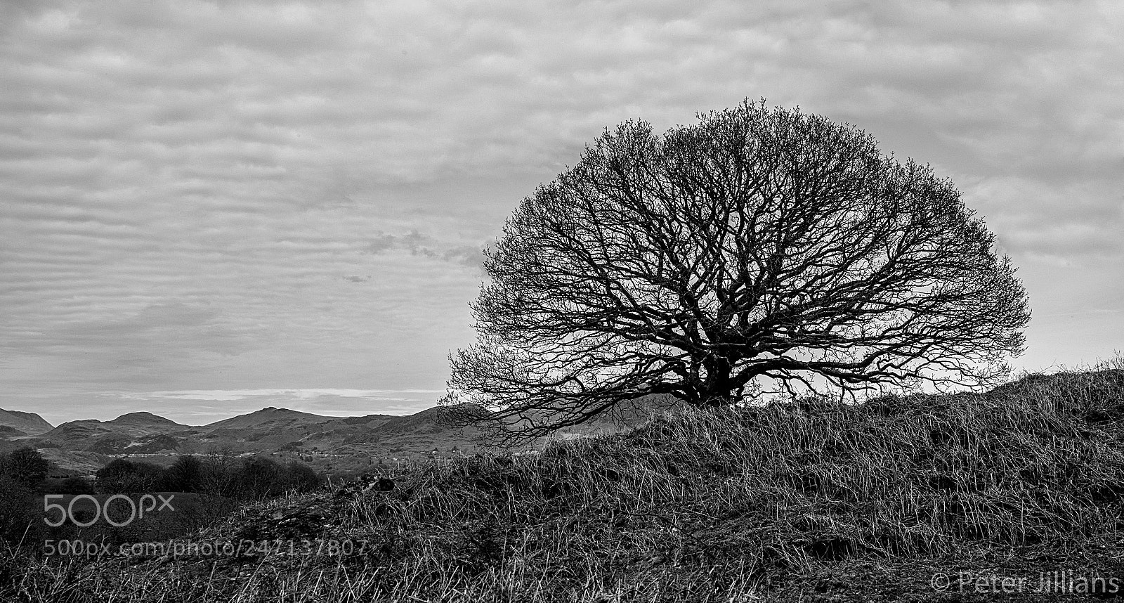 Olympus OM-D E-M1 sample photo. Tree in snowdonia photography