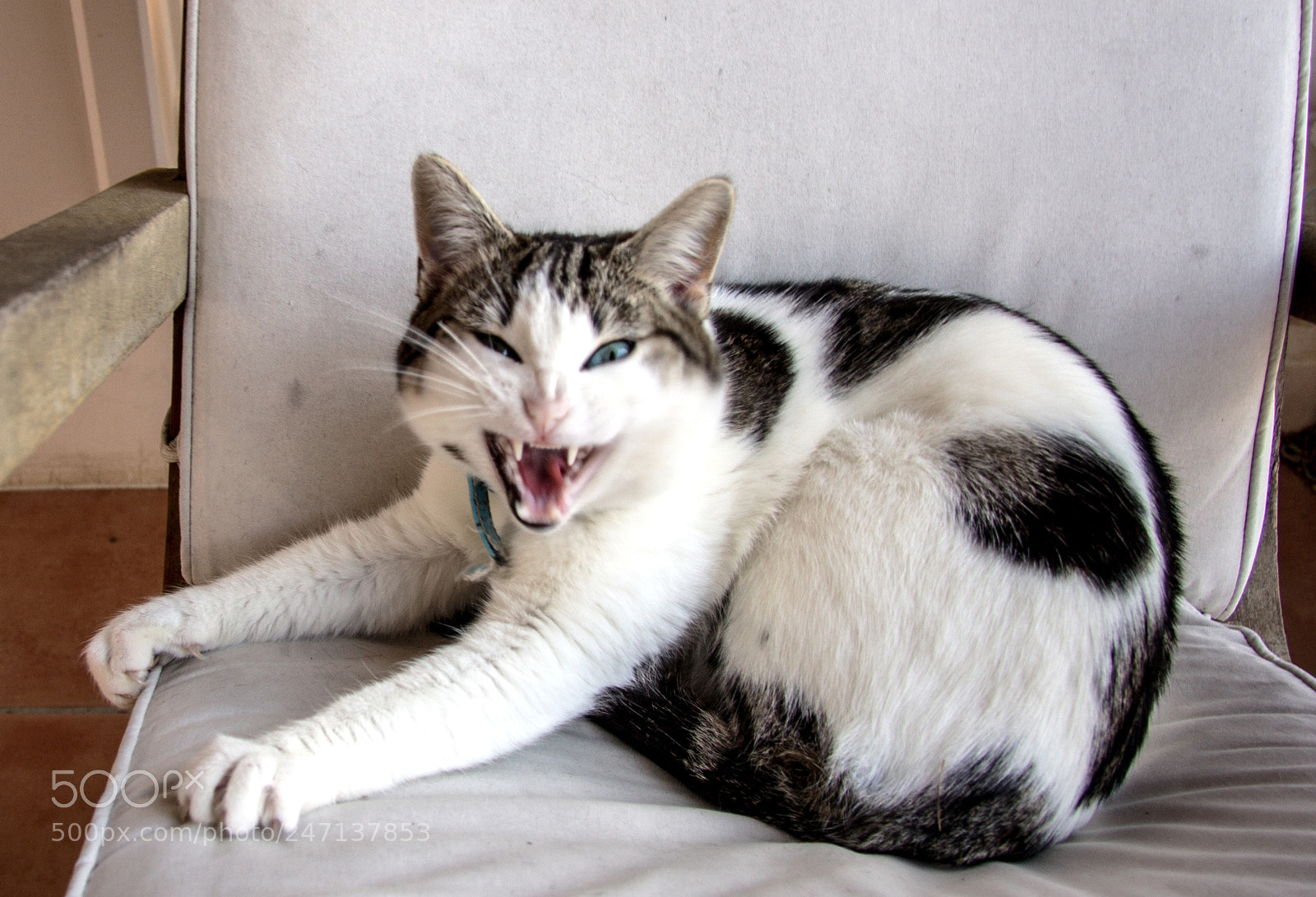 Canon EOS 60D sample photo. Gato c photography