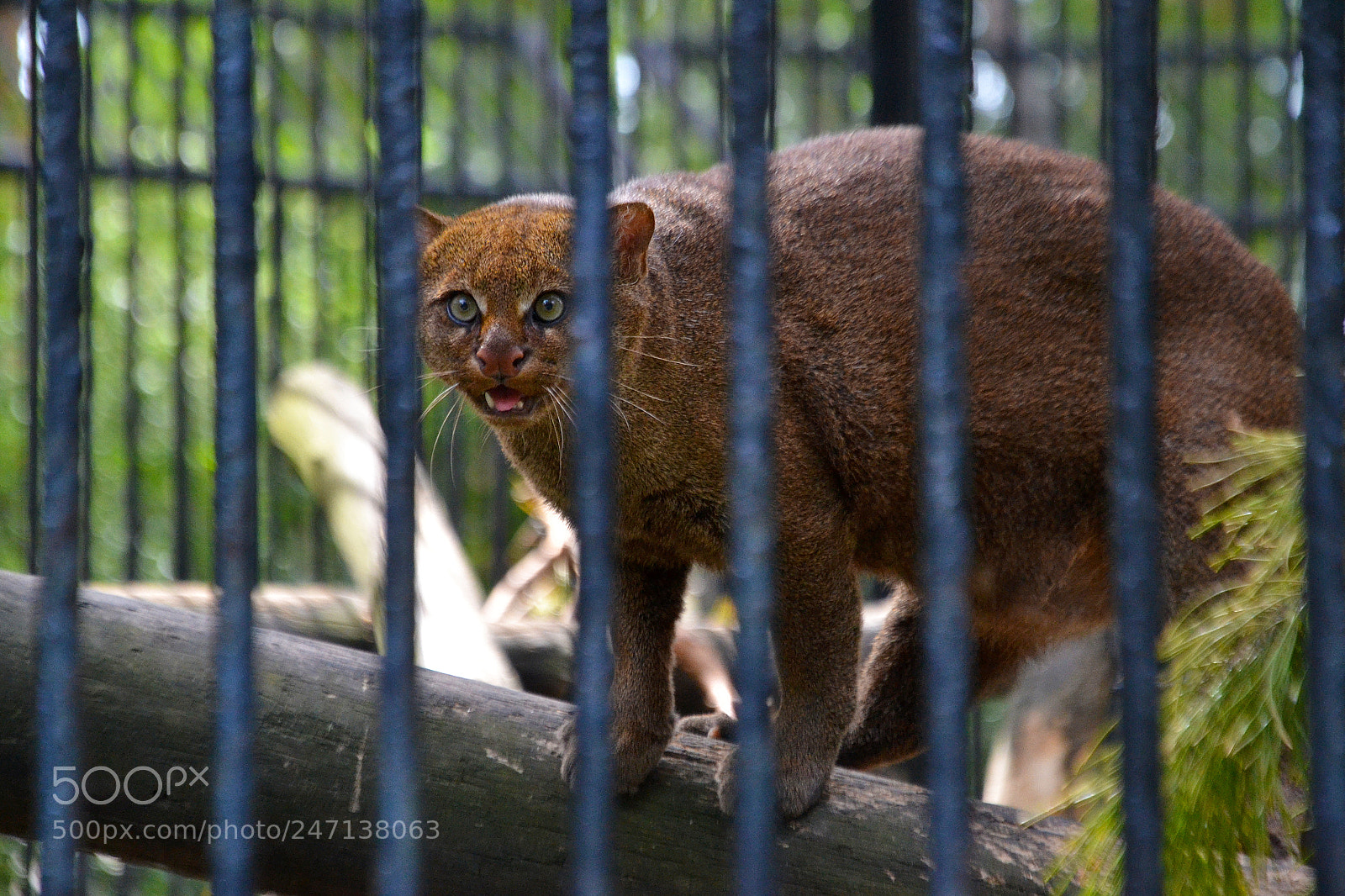 Nikon D3100 sample photo. Jaguarundi photography
