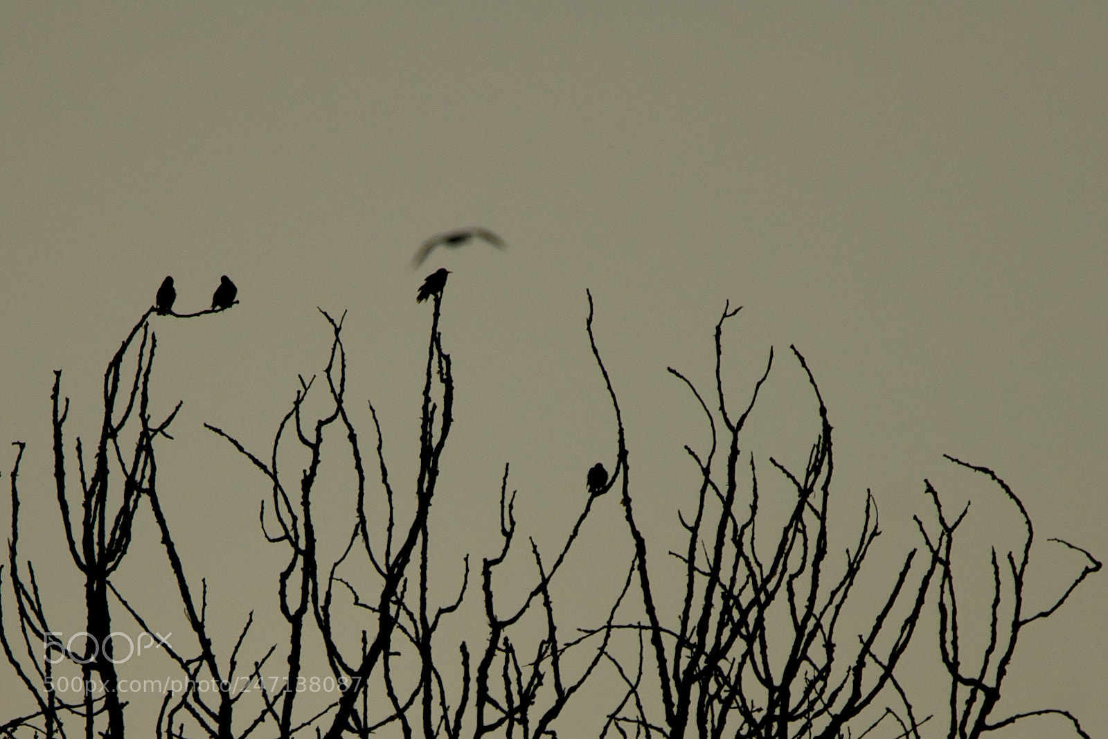 Nikon D800 sample photo. Ravenna palude uccelli controluce photography