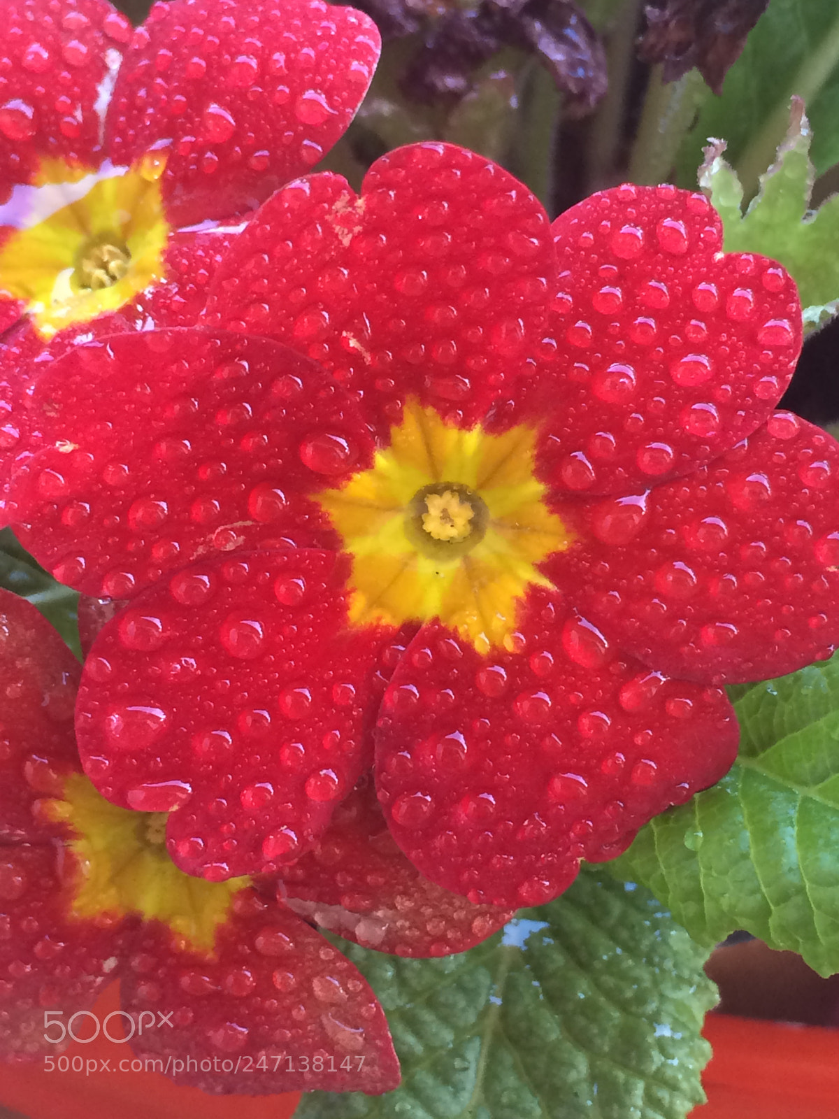 Apple iPhone 5s sample photo. Violet and water drops photography