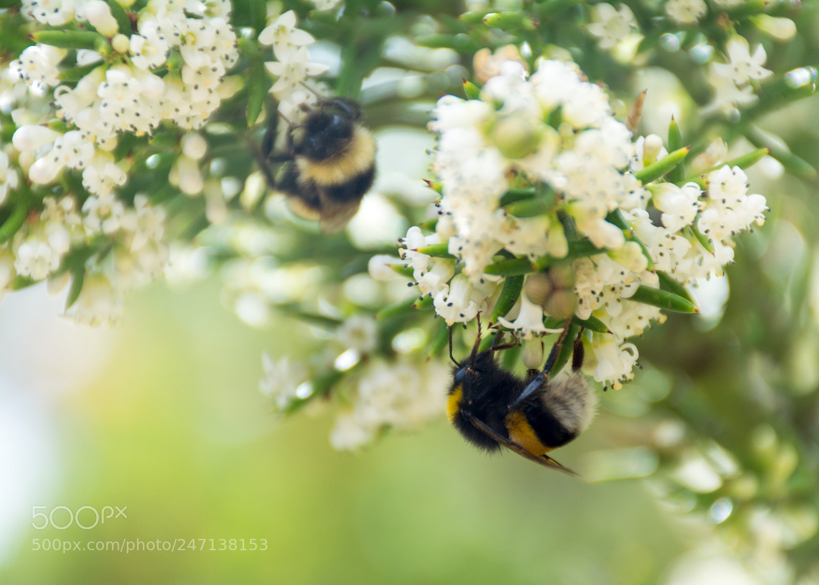 Nikon D5200 sample photo. Fragile nature photography