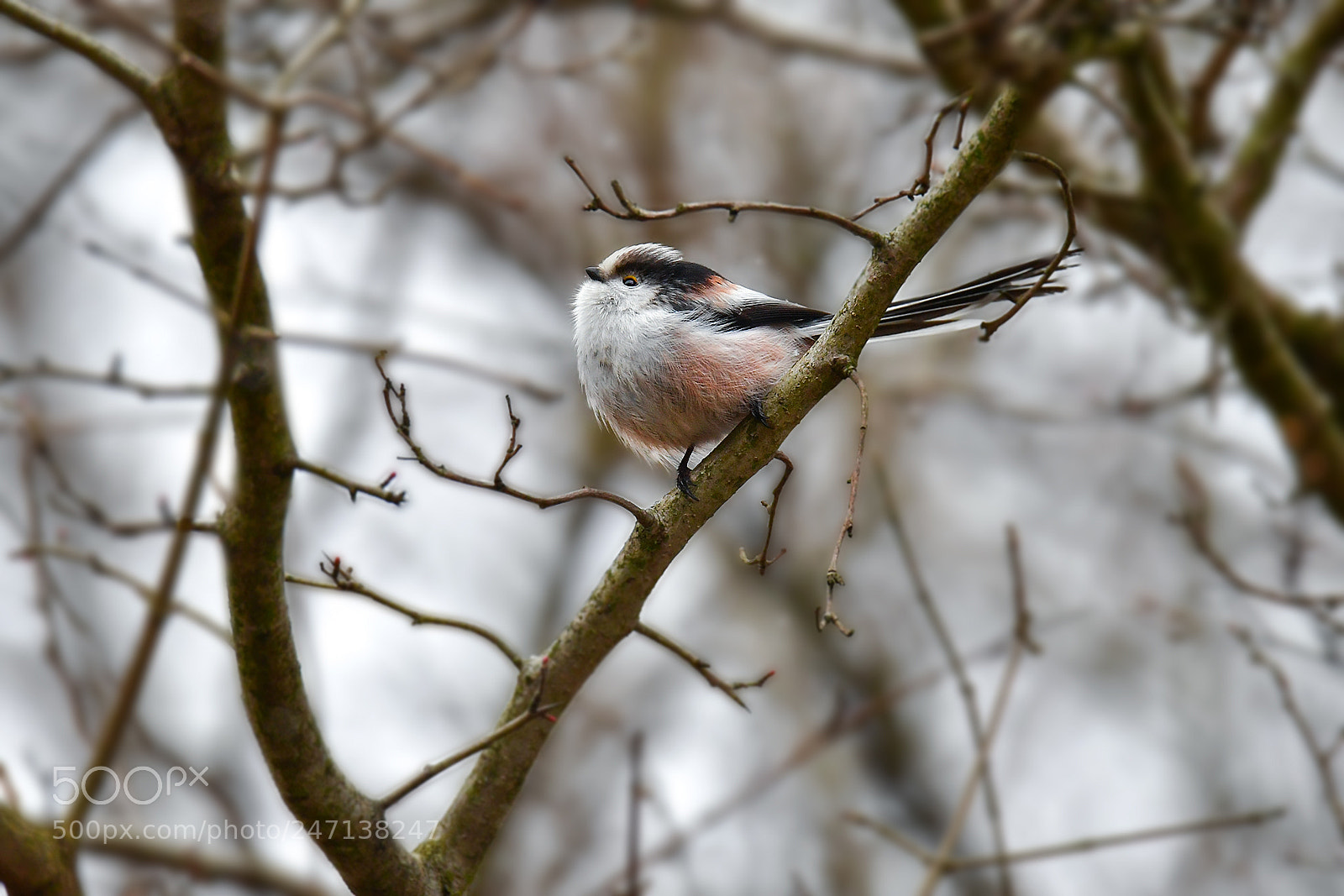 Nikon D5 sample photo. Barnacle titmouse photography