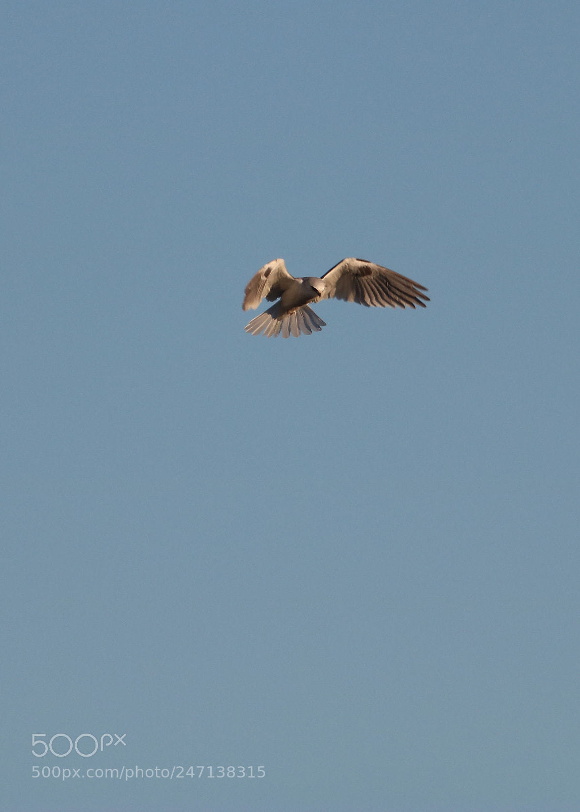 Canon EOS 750D (EOS Rebel T6i / EOS Kiss X8i) sample photo. High as a kite photography