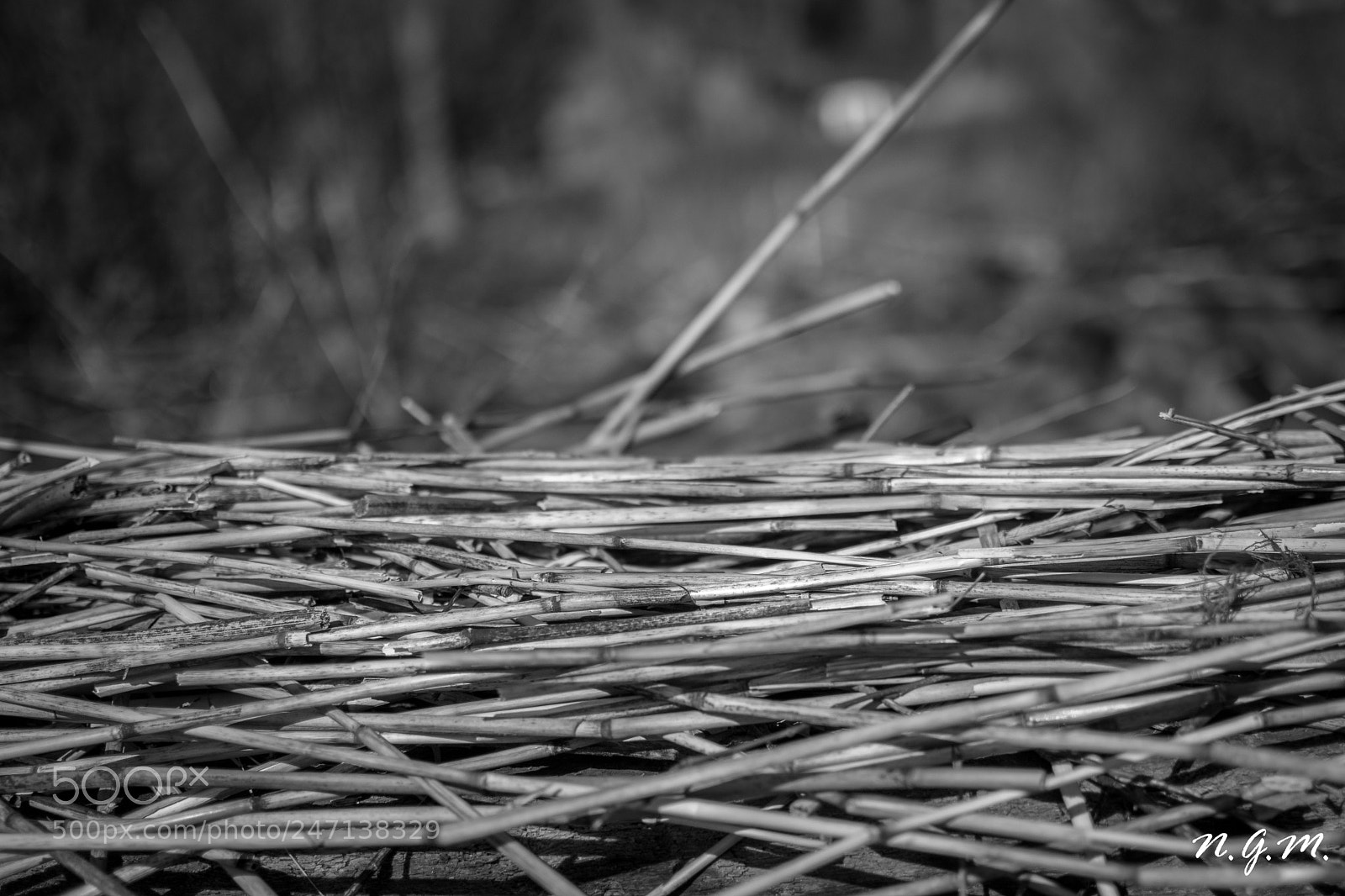 Nikon D7200 sample photo. Strohhalm photography