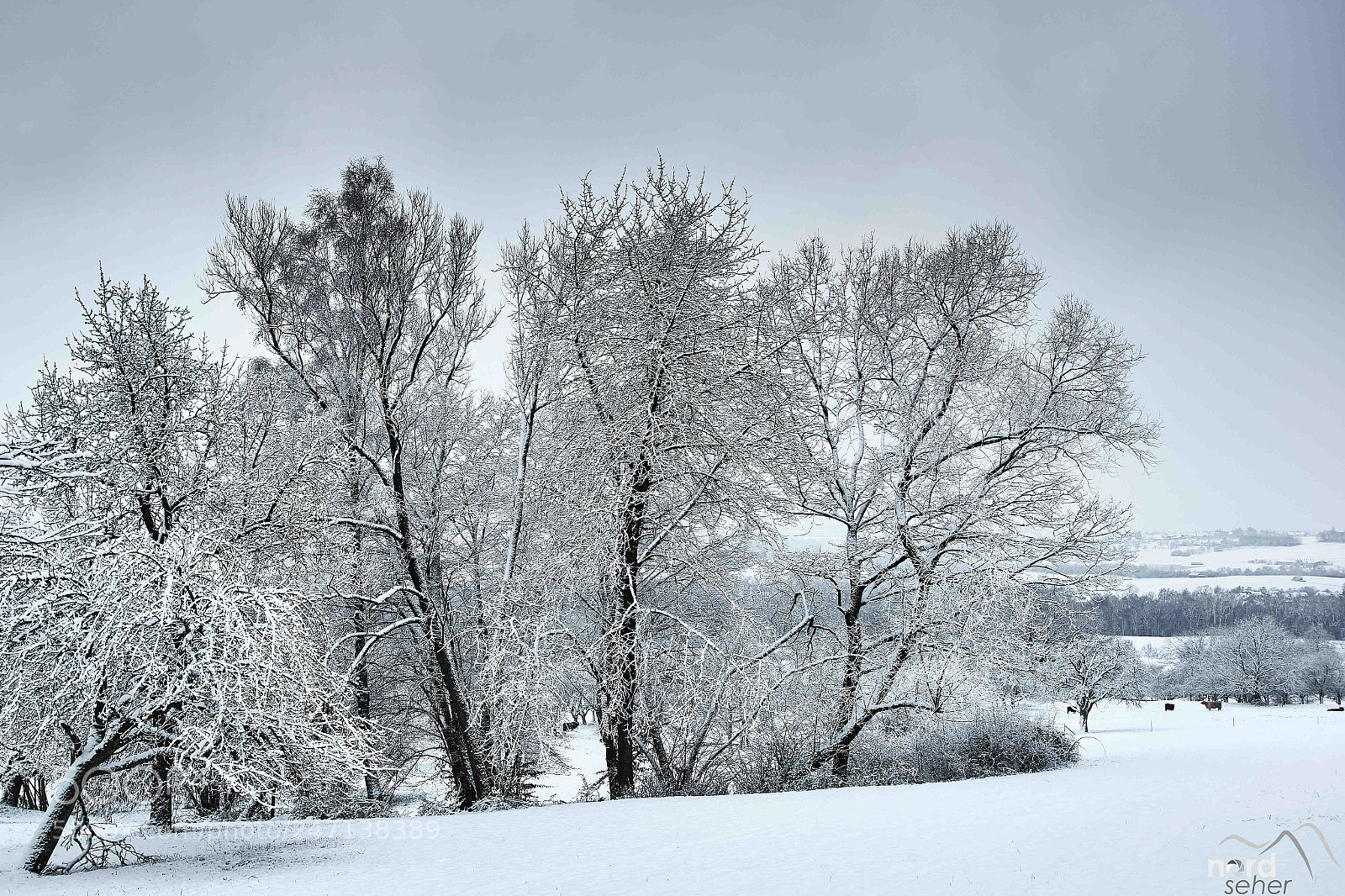 Sony ILCA-77M2 sample photo. Wintermorgen photography